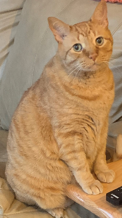 a picture of Stanley, who is a large, orange cat. he is sitting with his butt on the arm of a couch and his front paws on an end table. the way he is sitting makes it look like he is awkwardly standing straight up