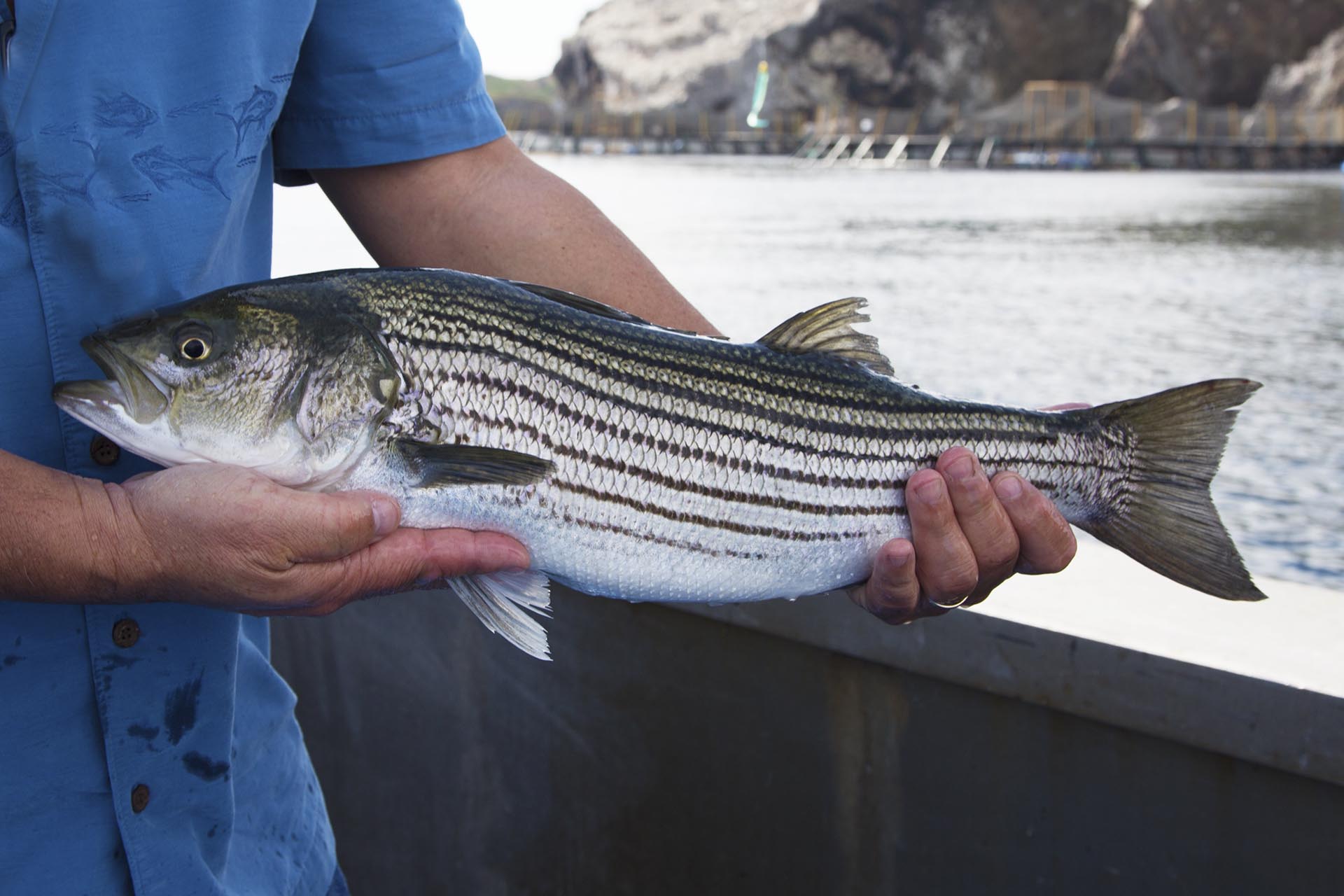 a picture of someone holding a striped bass