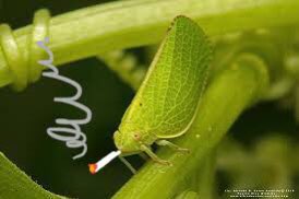 a low-quality picture of a planthopper standing on a plant. there is a crudely drawn, lit blunt in its mouth