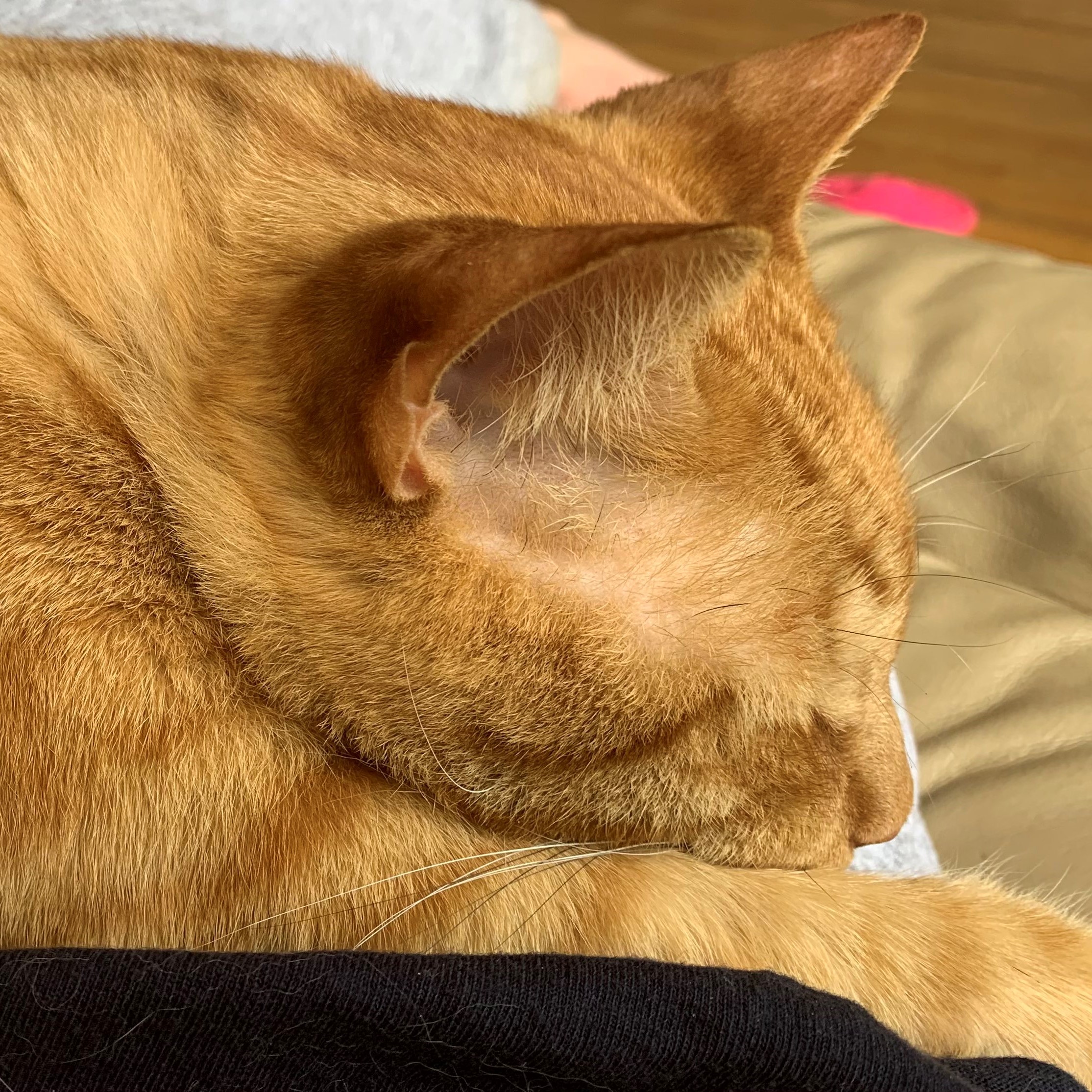 a close-up picture of stanley from the side. he is asleep, laying with his front legs stretched forward and his chin tucked next to them