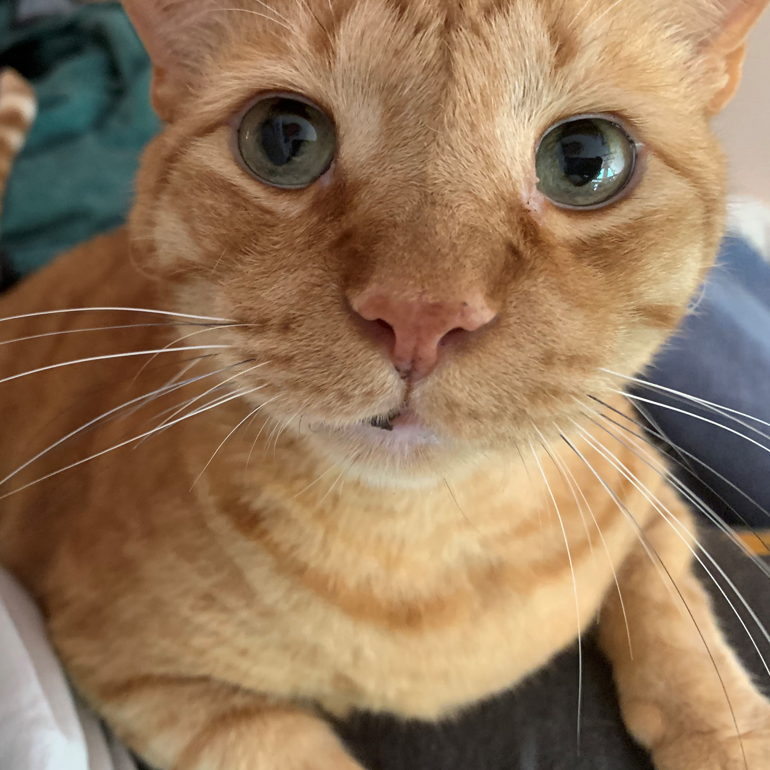 a close-up picture of stanley from above. he is laying on a person's legs, looking up at something behind the camera. the perspective makes his head look very large and his body very small