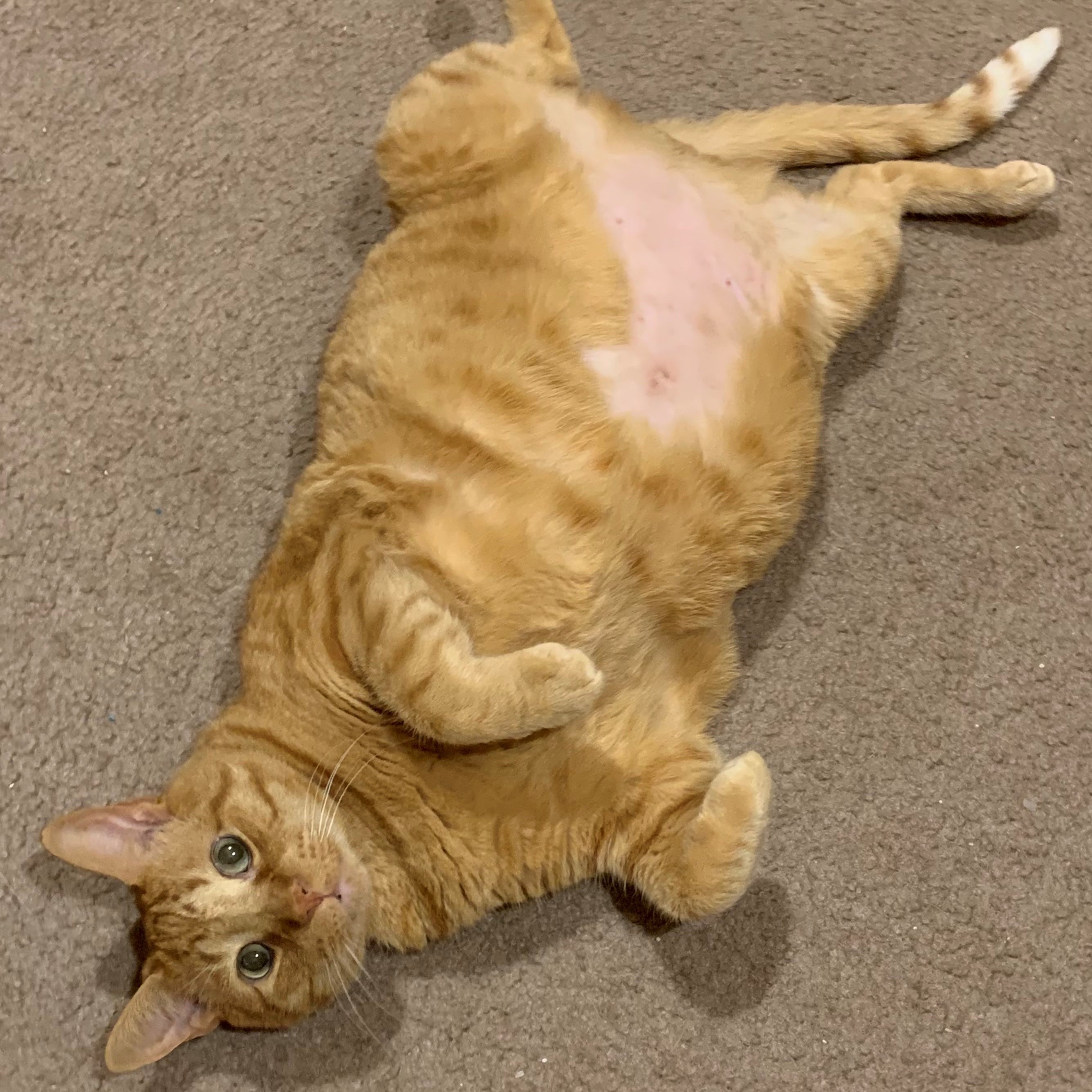 a picture of stanley from above. he is laying on his back with his back legs and tail splayed out and his front paws tucked into his chest. he is looking up at the camera, upside-down