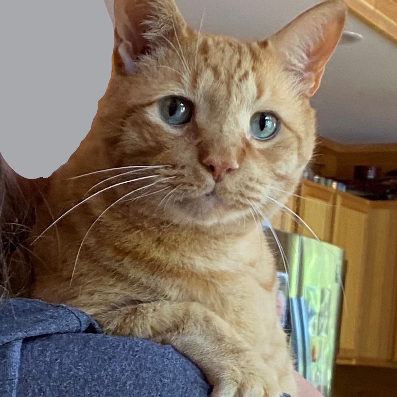 a picture of stanley being held over a person's shoulder like a baby. he is holding onto the person's sleeve with his claws and looks at the camera with his soulful eyes