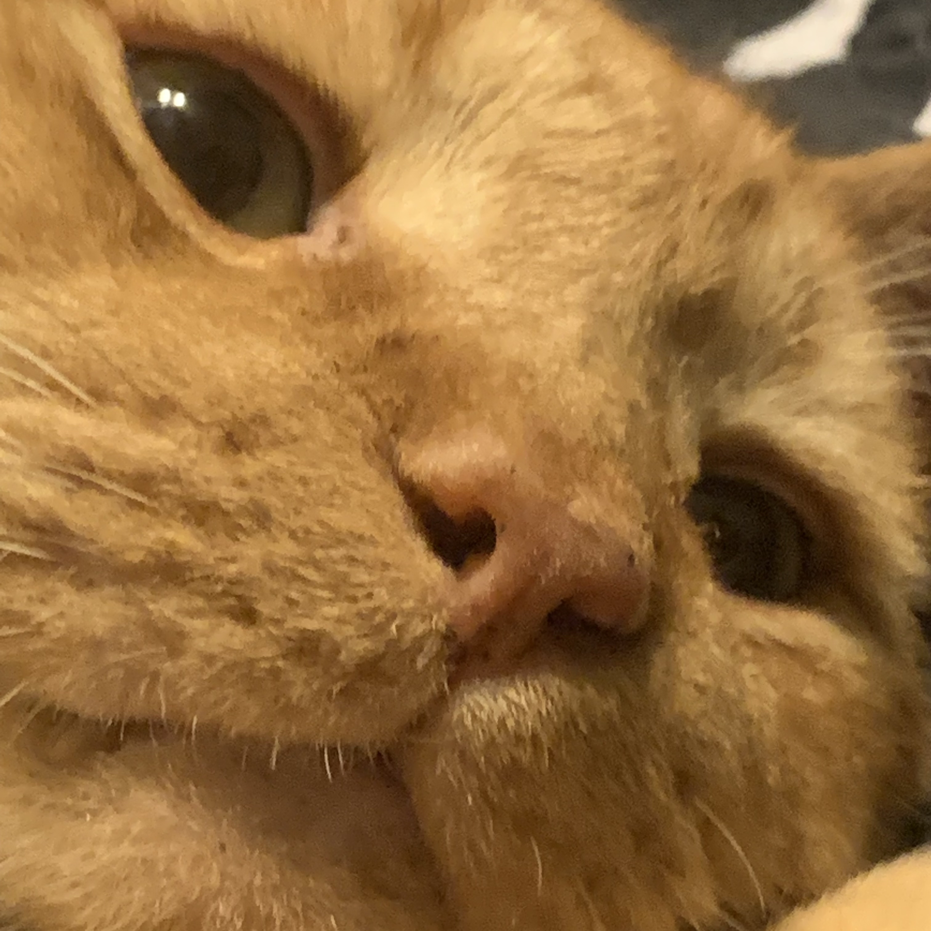 a very close-up picture of stanley's face from a slightly low angle. he looks cross-eyed at the camera and you can see one of his pointy teeth sticking out from under his lip