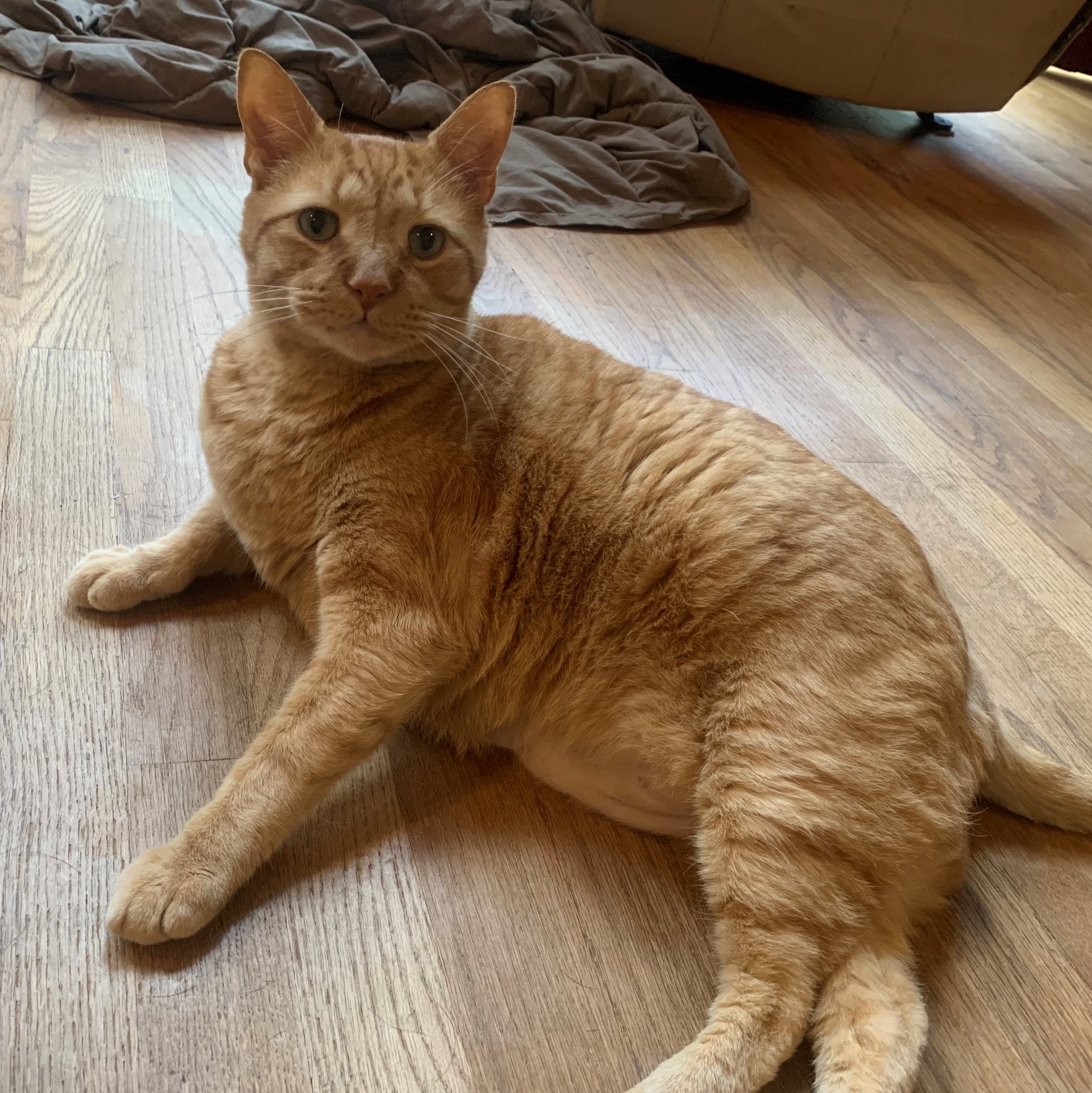 a picture of stanley lounging on the floor. he is laying on his right side, propping himself up a bit with his front paws while his hind legs cross next to him. he is looking expectantly at the camera