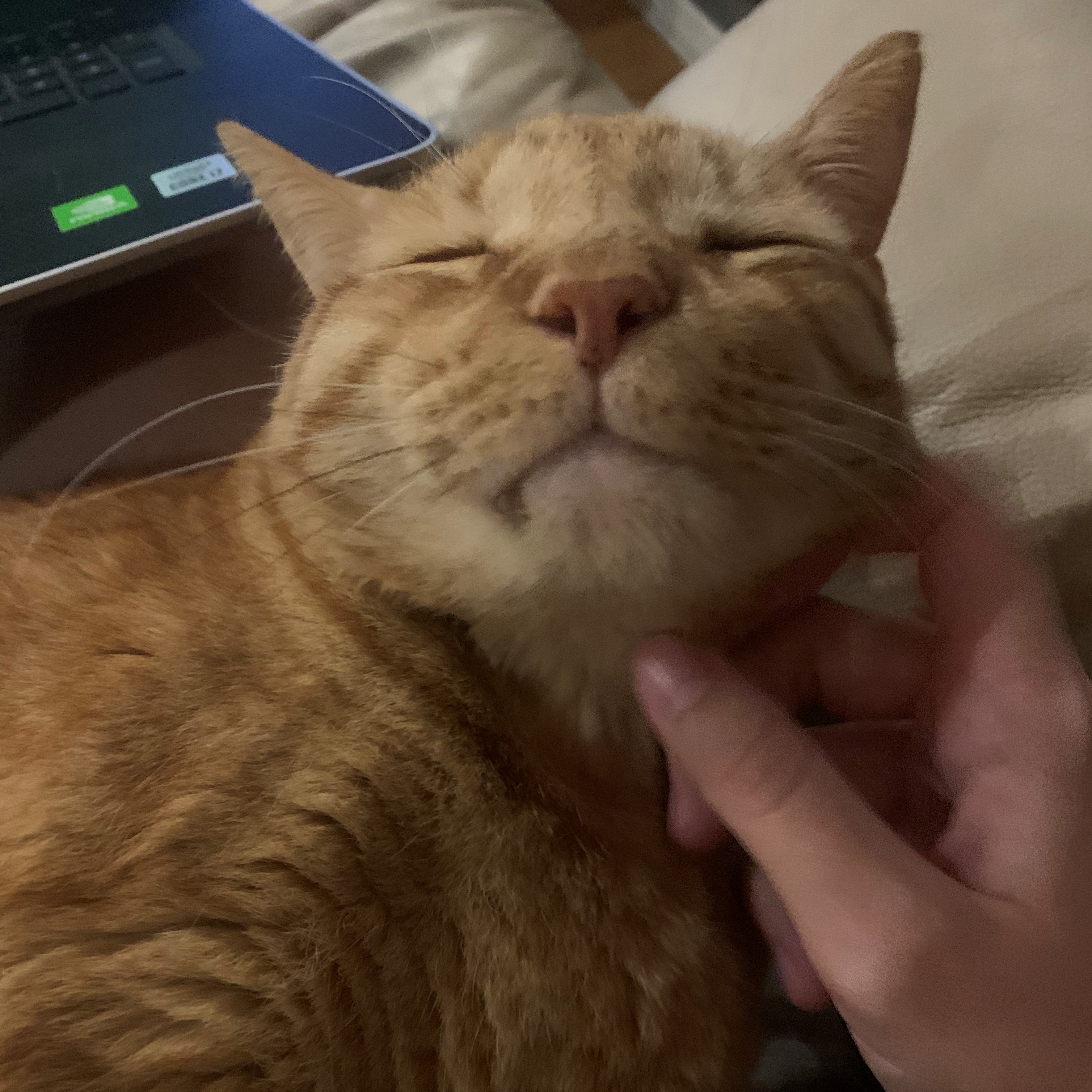 a close-up picture of stanley getting his chin scratched. he lifts his head away from the hand and closes his eyes. you can see his pointy tooth under his lip and his ears are twisted a bit from joy