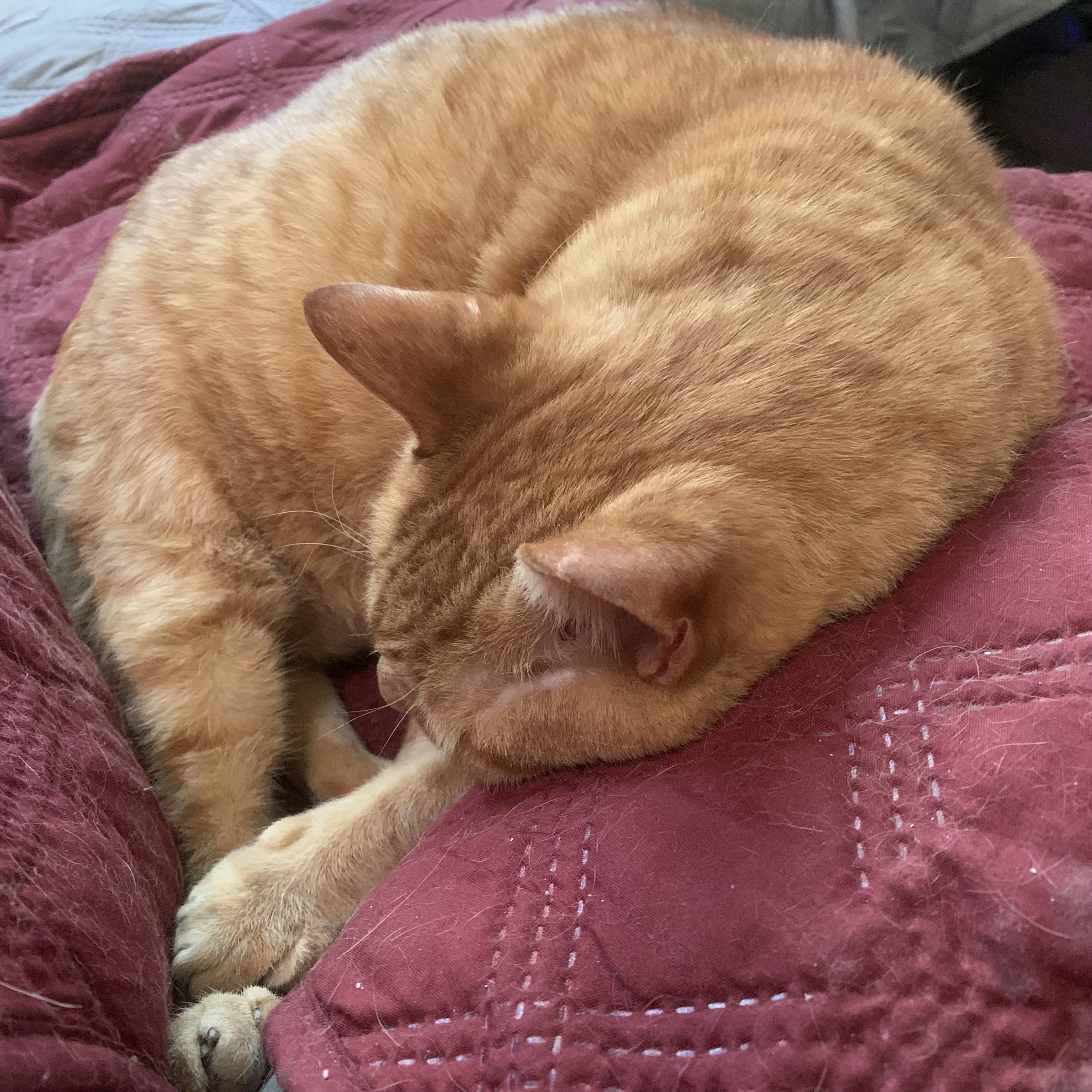 a picture of stanley laying curled up with his head on the arm of a couch. his face is cast down and away from the viewer