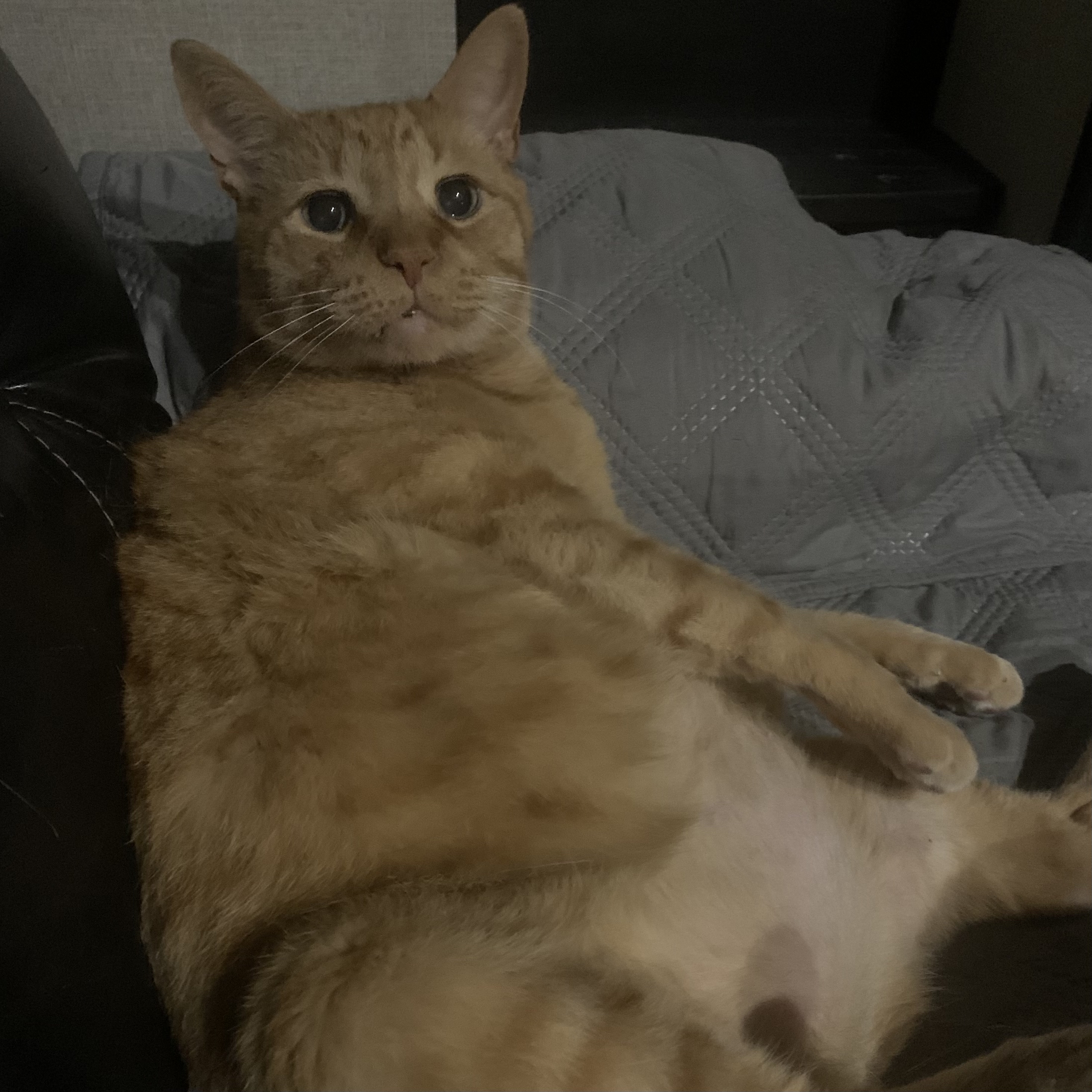a picture of stanley laying upright on his back with his belly exposed. his arms are in front of him to his other side and he is looking at the viewer with big eyes