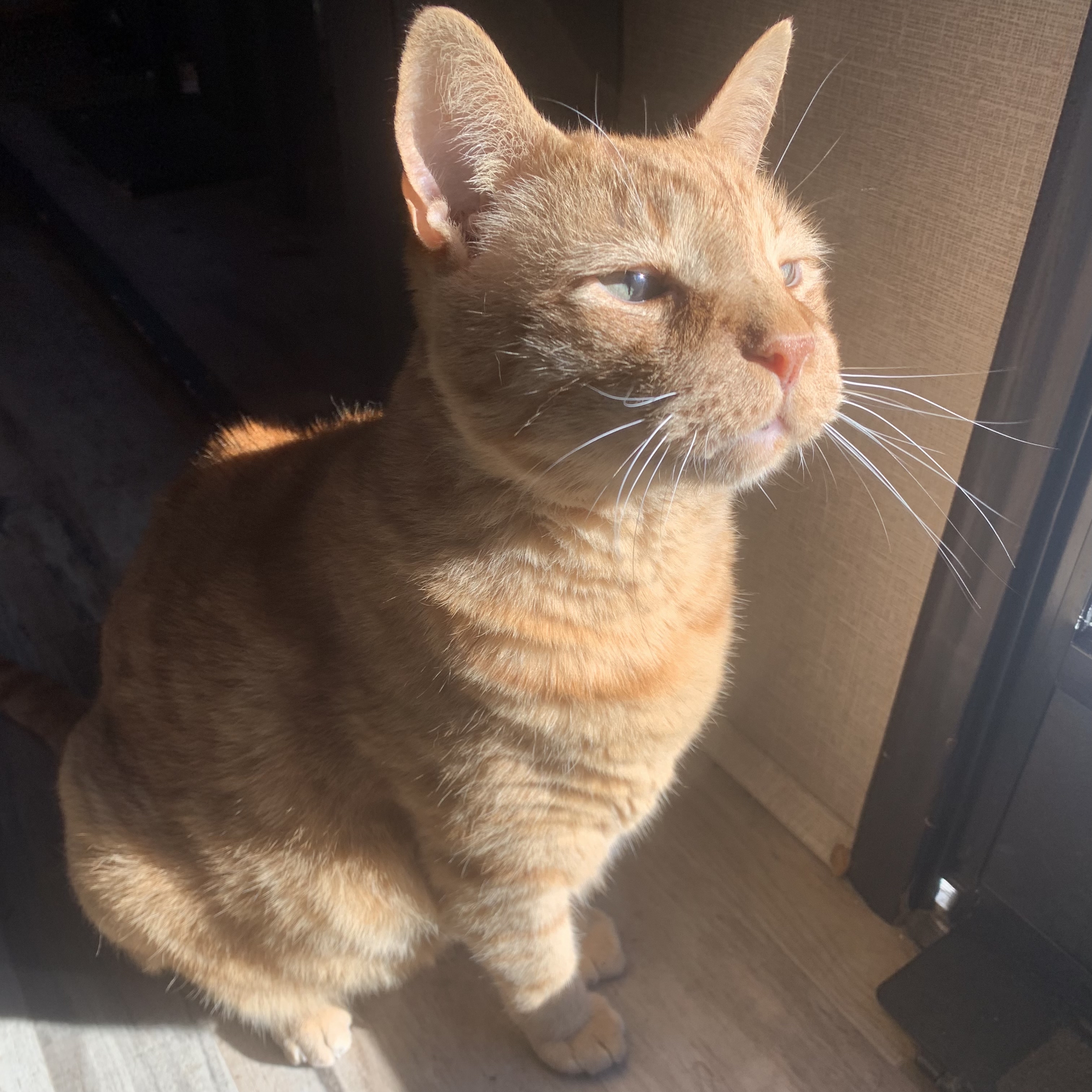 a picture of stanley sitting by a door enjoying a sun ray. he has his eyes slightly open and he is looking off to the side