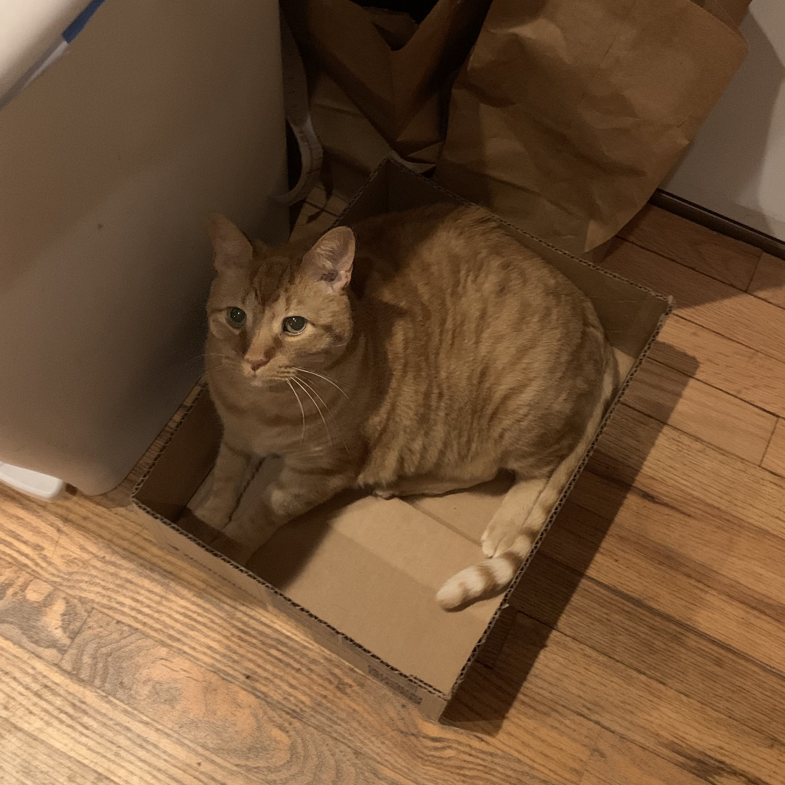 a picture of stanley sitting inside a cardboard box next to a trashcan. he is looking calmly up at the viewer