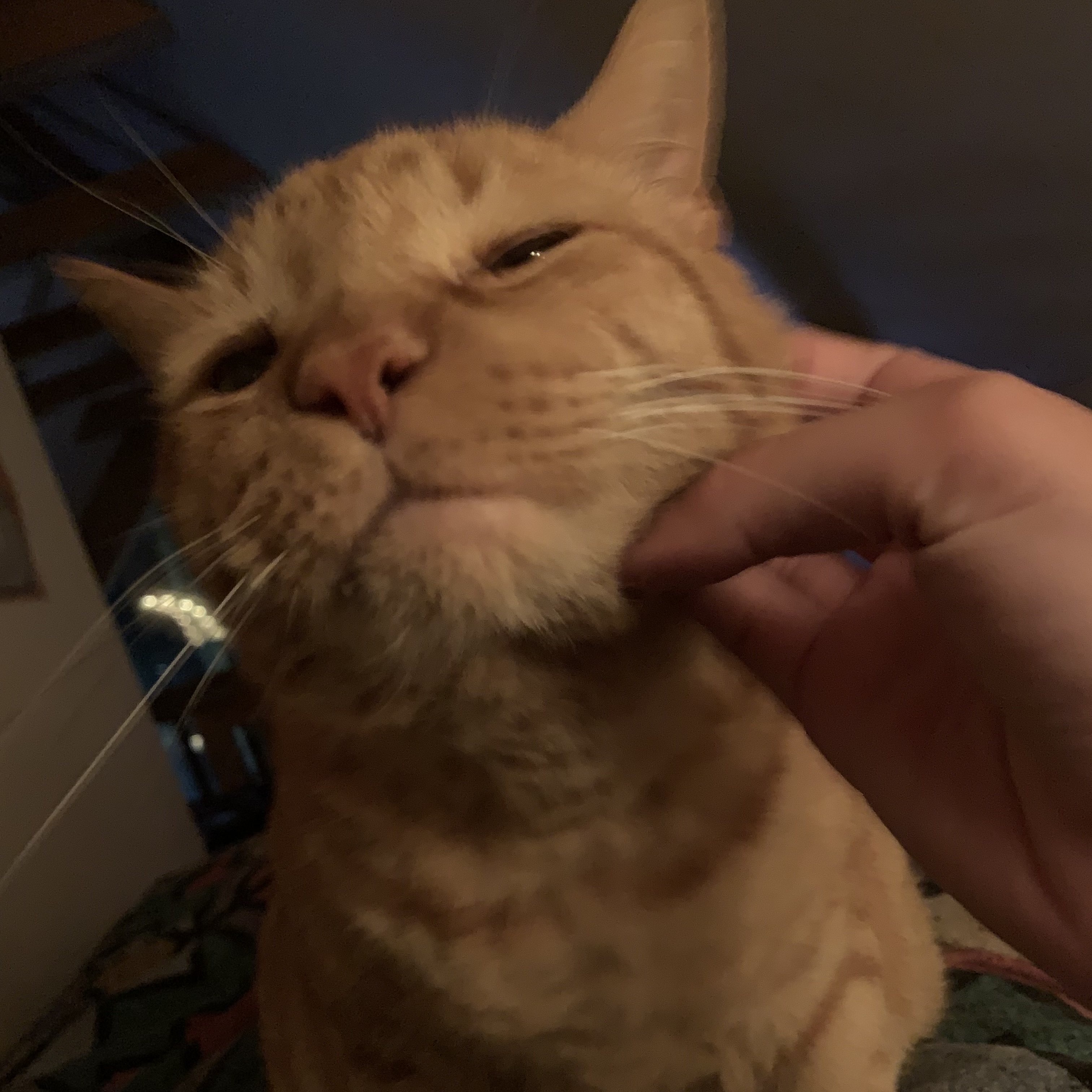 a close up picture of stanley getting his chin scratched. his eyes are closed and he looks content