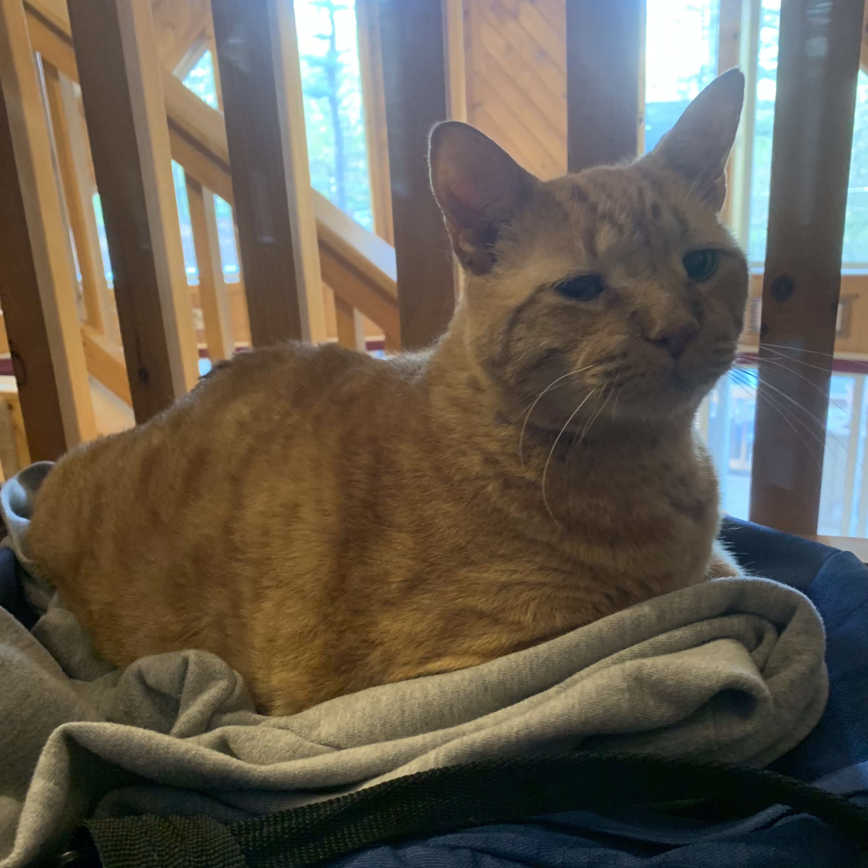 a picture of stanley laying on a pile of clothes on a bag. his legs are folded beneath him and he looks at the viewer with squinted eyes