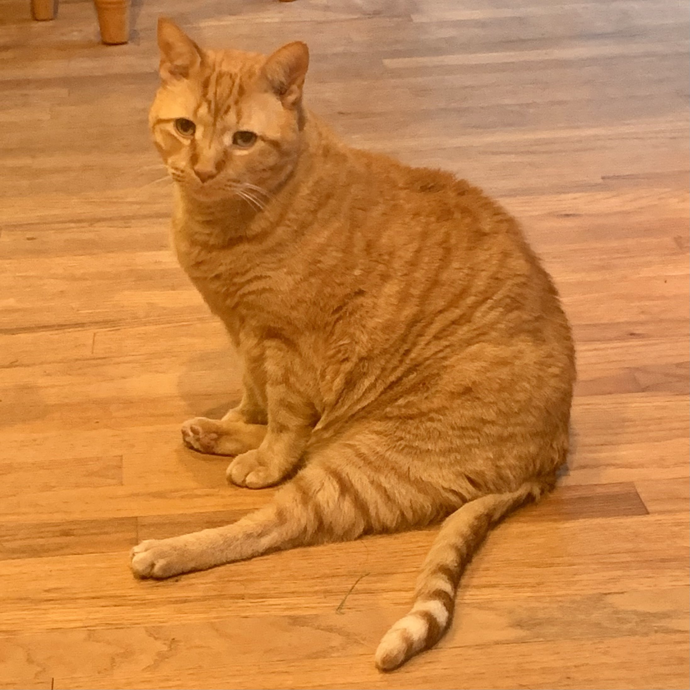 a low quality picture of stanley sitting on the floor. his body is facing to the left while he looks in the direction of the camera, and his legs are sticking out like he is sitting as a person would. his front paws are propped on each side of his right leg