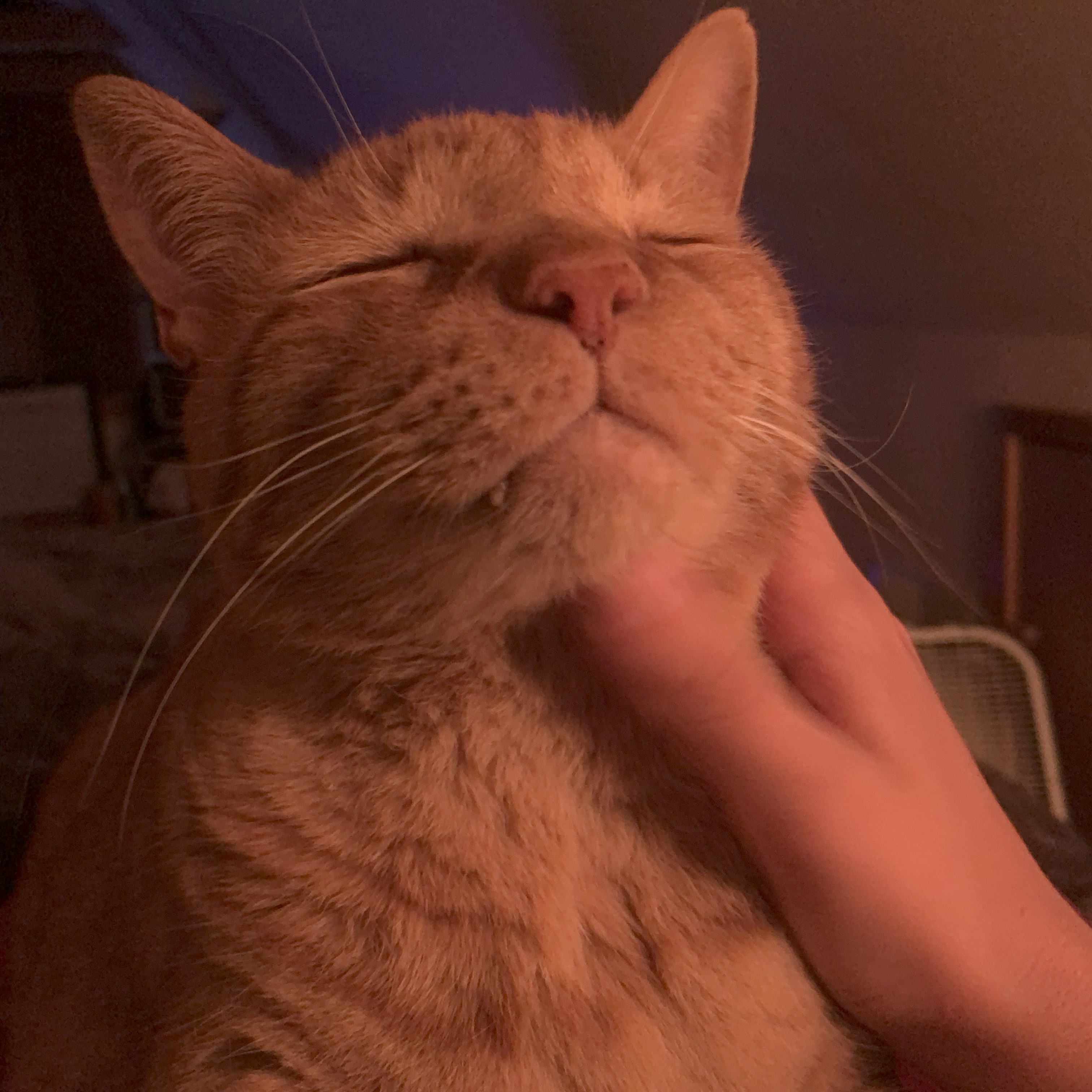 a picture of stanley in orange lighting getting his chin rubbed. his eyes are closed in serenity
