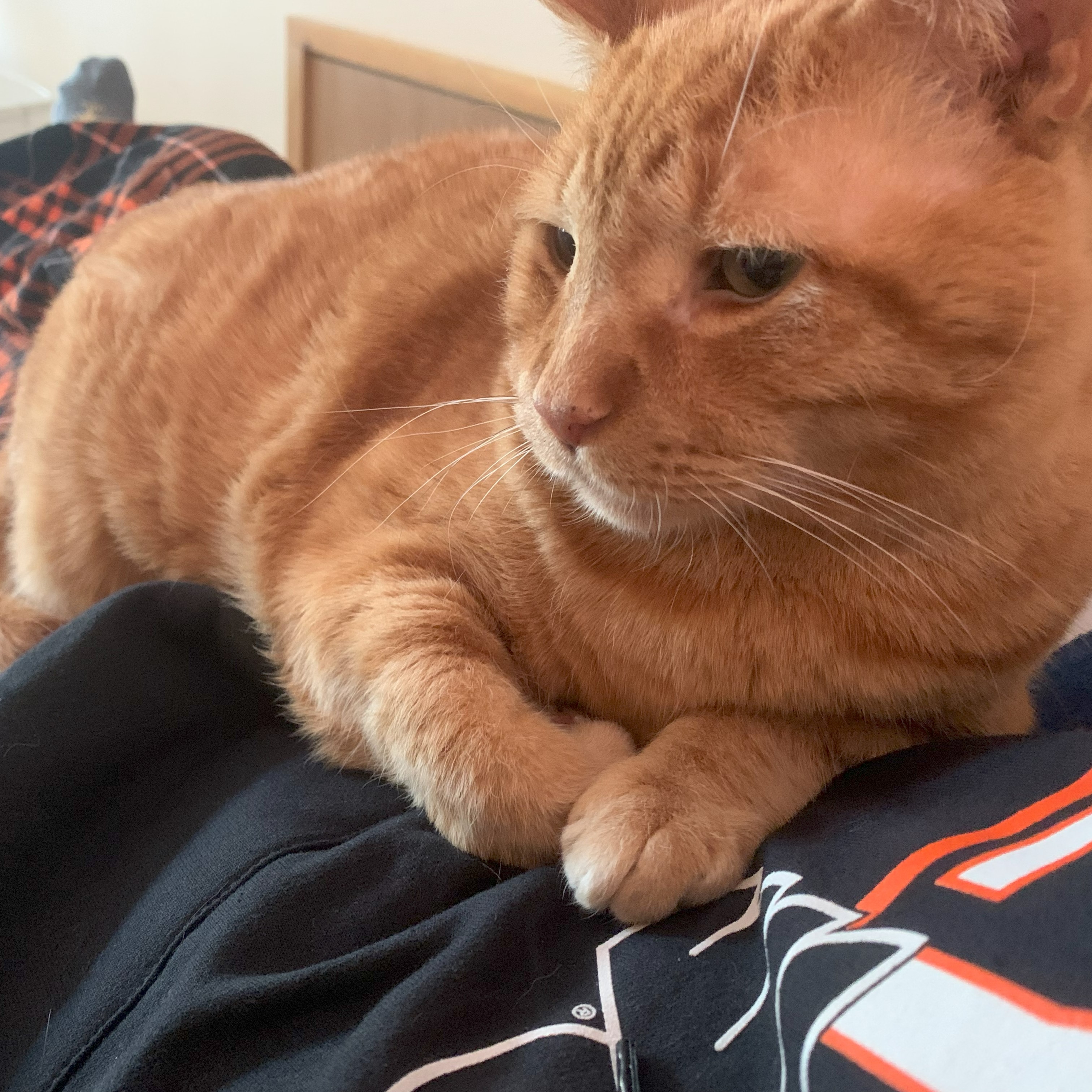 a picture of stanley lying on the viewer's belly, who is wearing a philadelphia flyers hoodie
