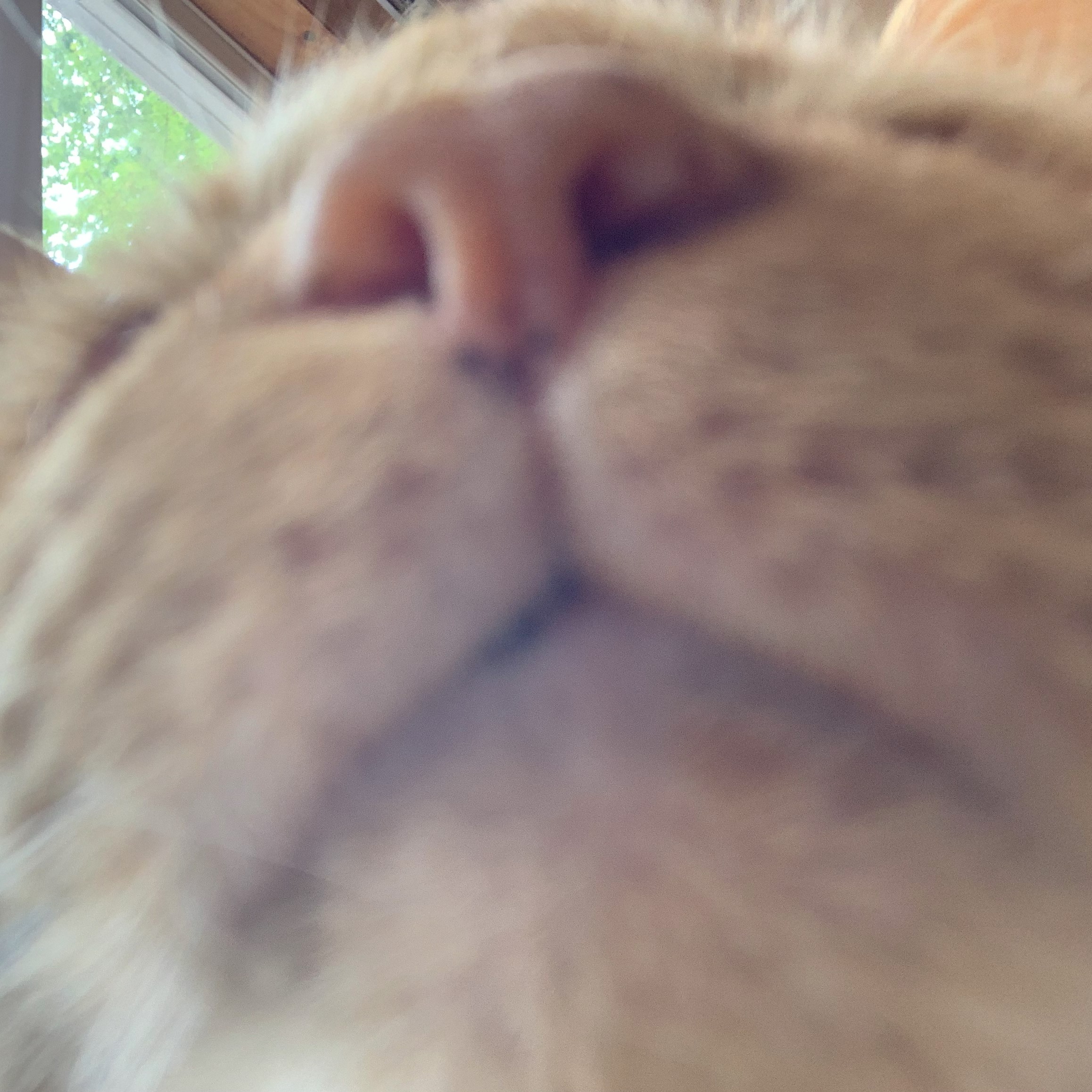 an extremely close up picture of stanley's snout, blurrily showing off his nostrils and lips
