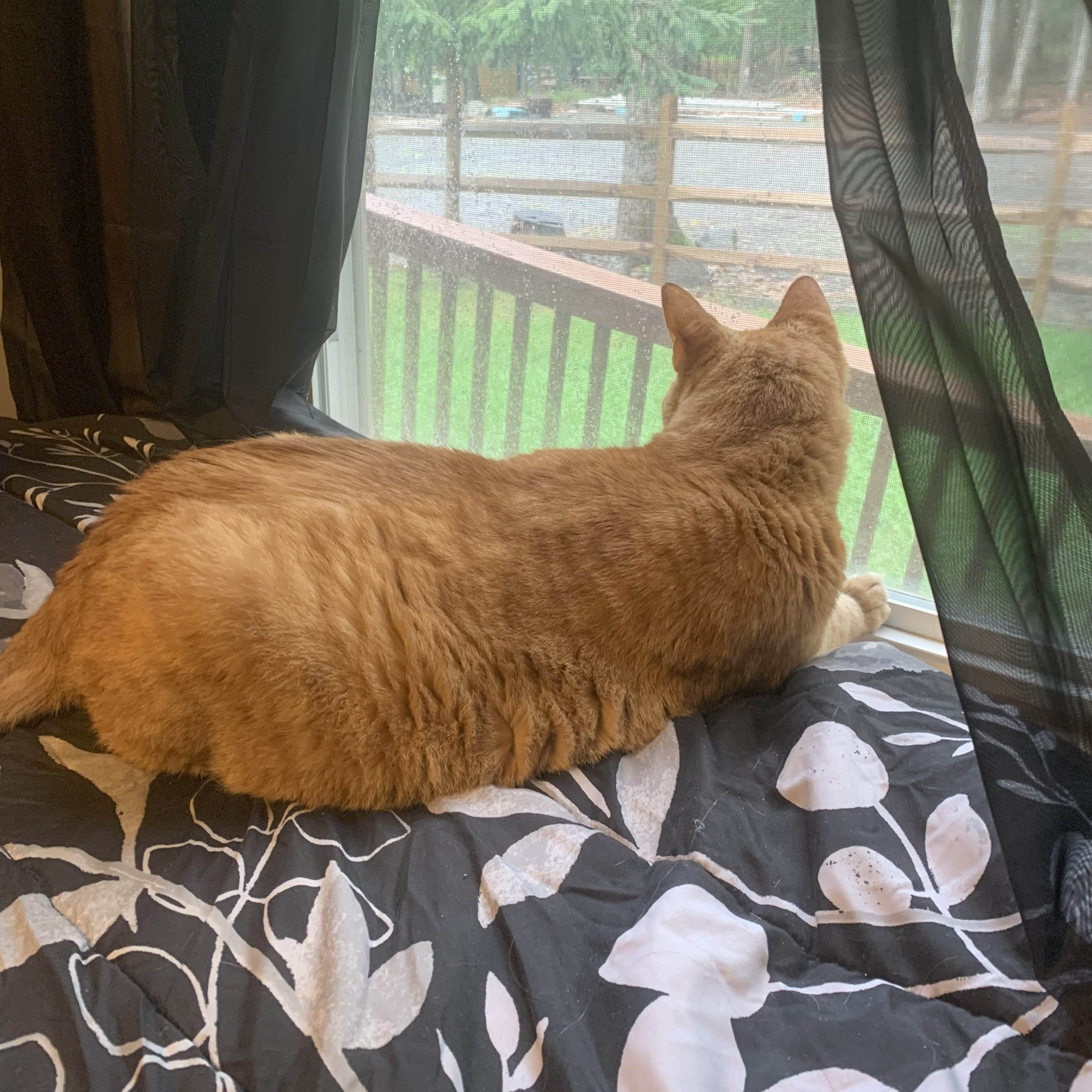 a picture of stanley lying upright on a black and white bedspread and peering out a window into a backyard on a sunny day
