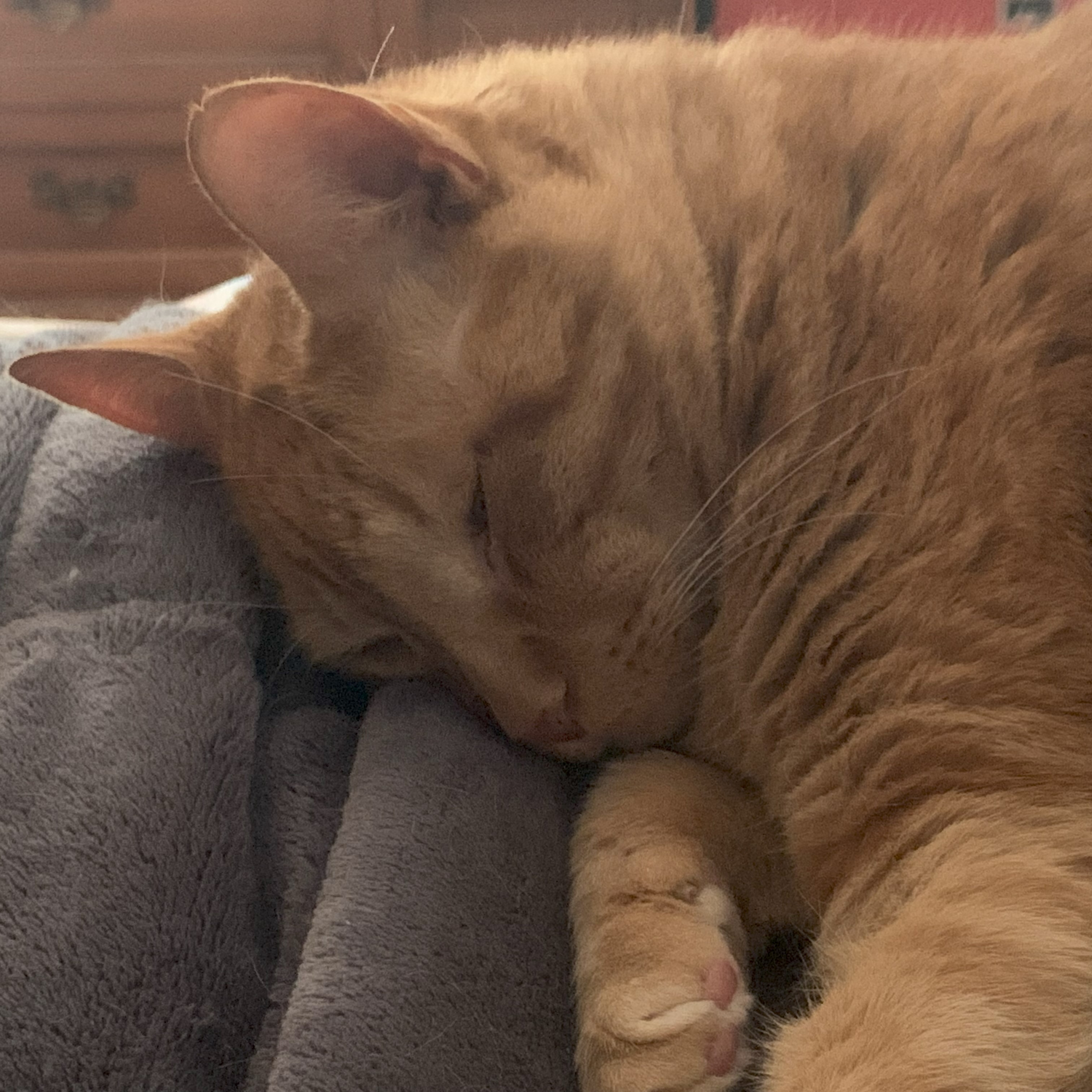 a close up picture of stanley lying on his side with his paws near his face. his eyes are only slightly open