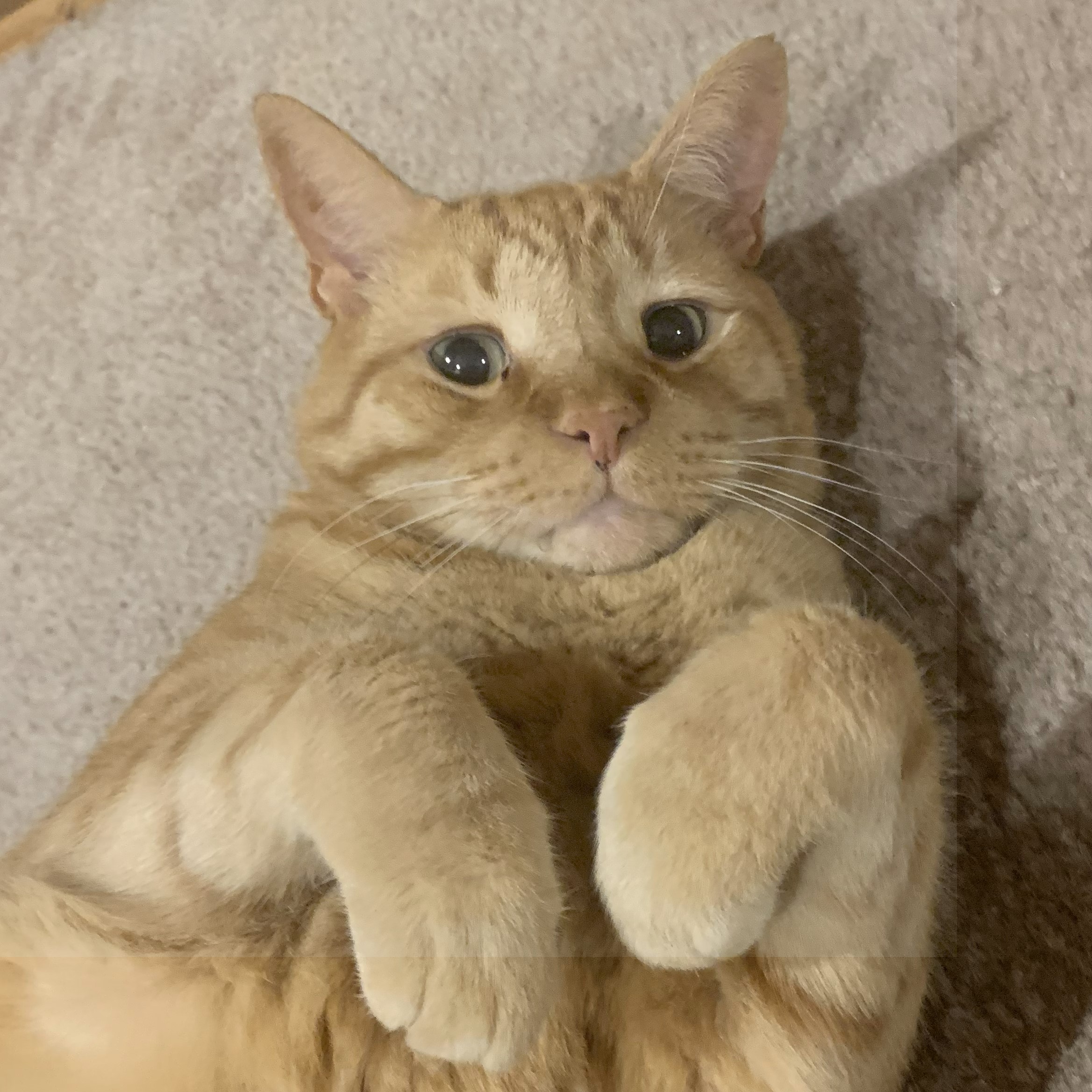 a close up picture of stanley lying on his back with his paws near his face. he is looking up cutely at the viewer