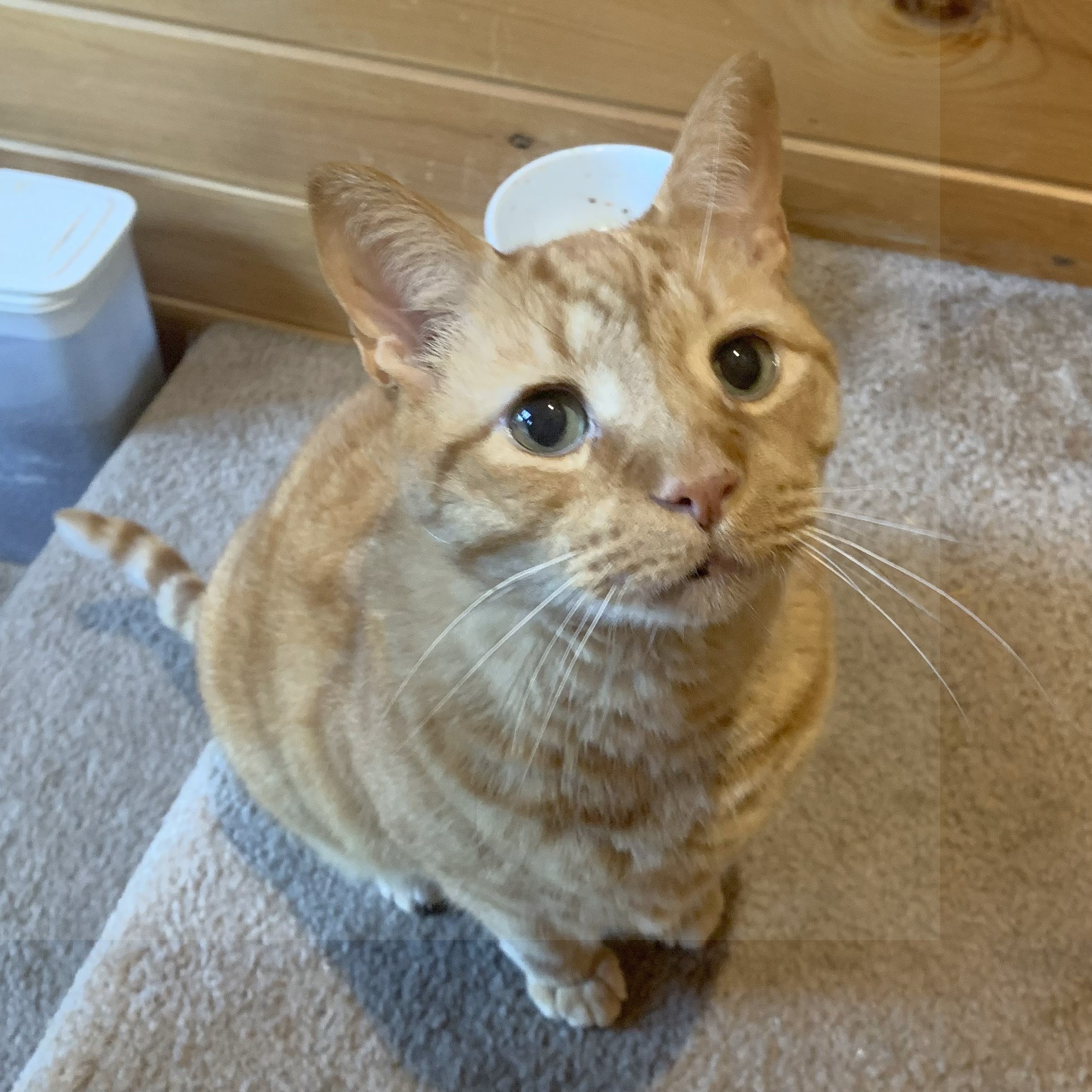 a picture of stanley sitting on the steps looking intently at the viewer, as if expecting food