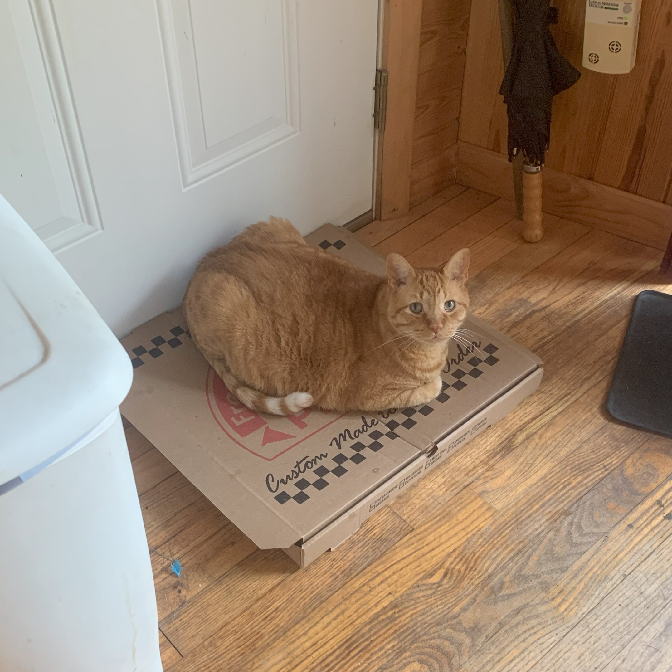a picture of stanley lying loafed on a pizza box on the floor, near a trashcan and an external door. he looks comfortable
