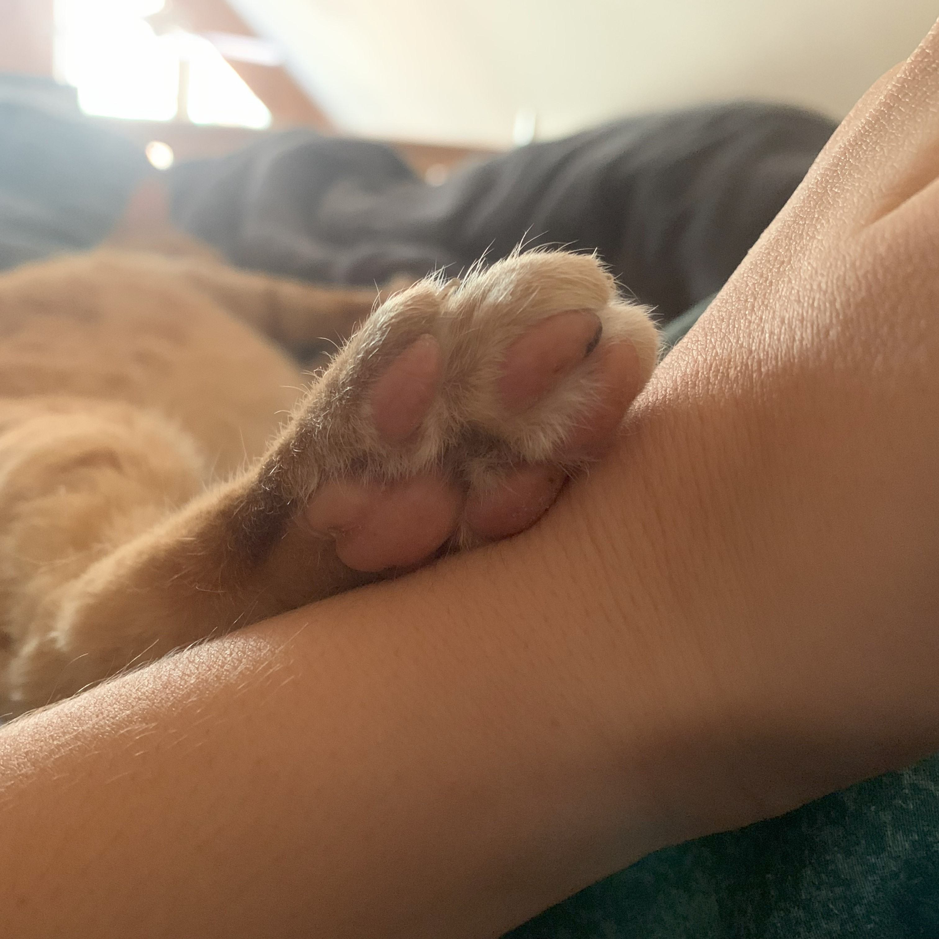 a picture of one of stanley's paw pads resting on the viewer's arm. the fur between the pads is fluffy, and the sun is shining on it brightly