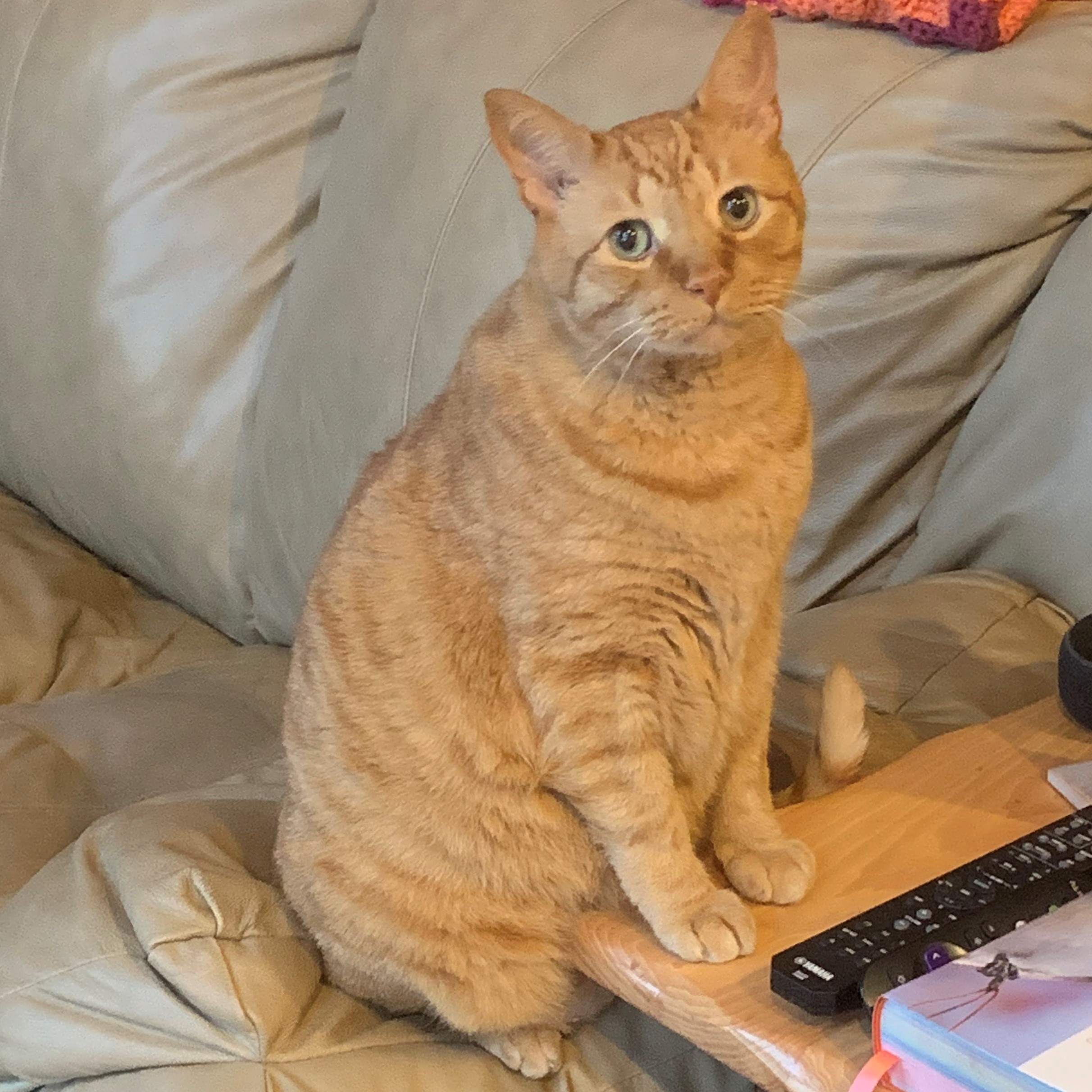 a picture of stanley from a distance. he is sitting on his back legs on the arm of a couch with his front paws on the slightly-higher end table, making him look like he is standing like a human. he is looking at the camera