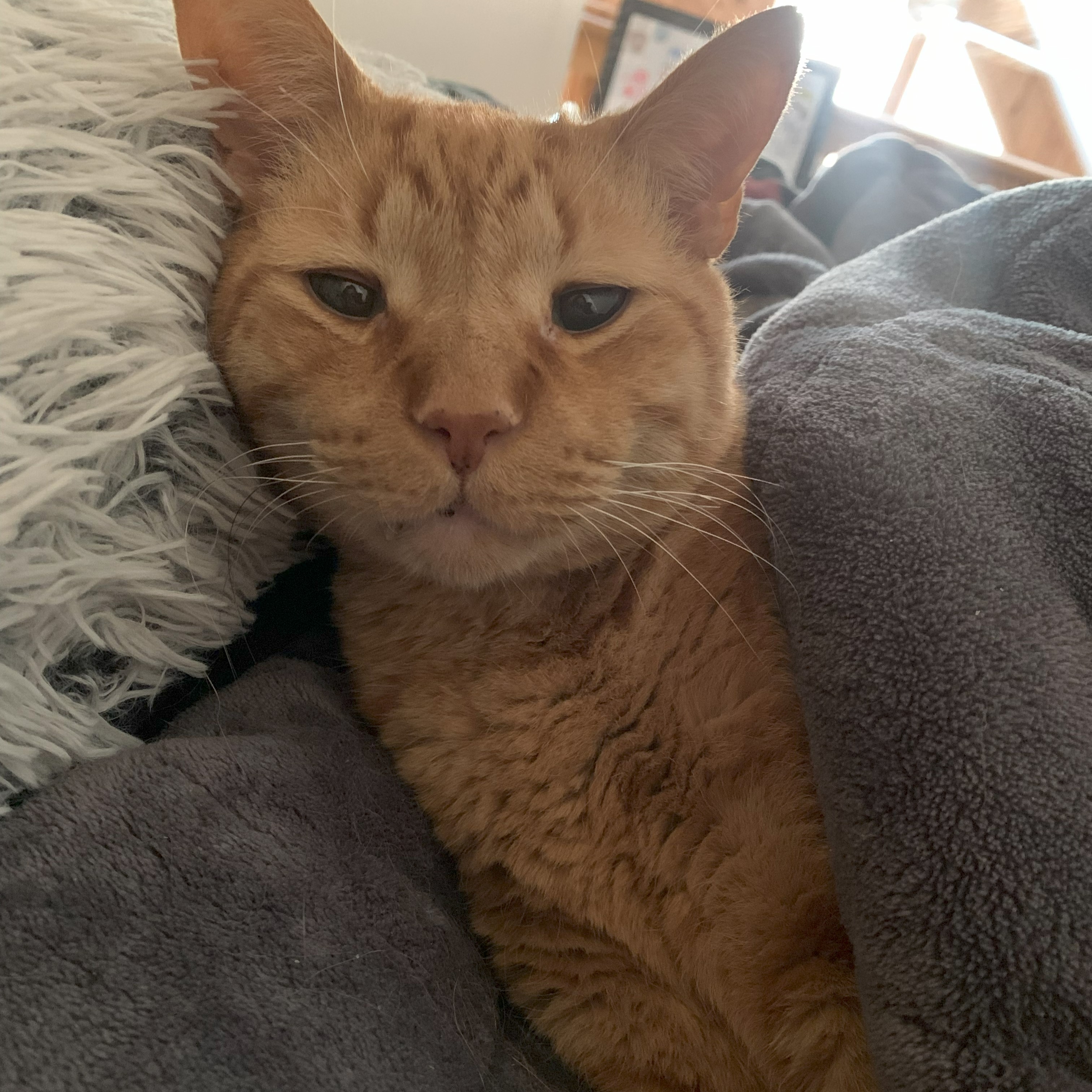 a picture of stanley lying on a fluffy black and white pillow covered in a heavy grey blanket. he looks like he just woke up