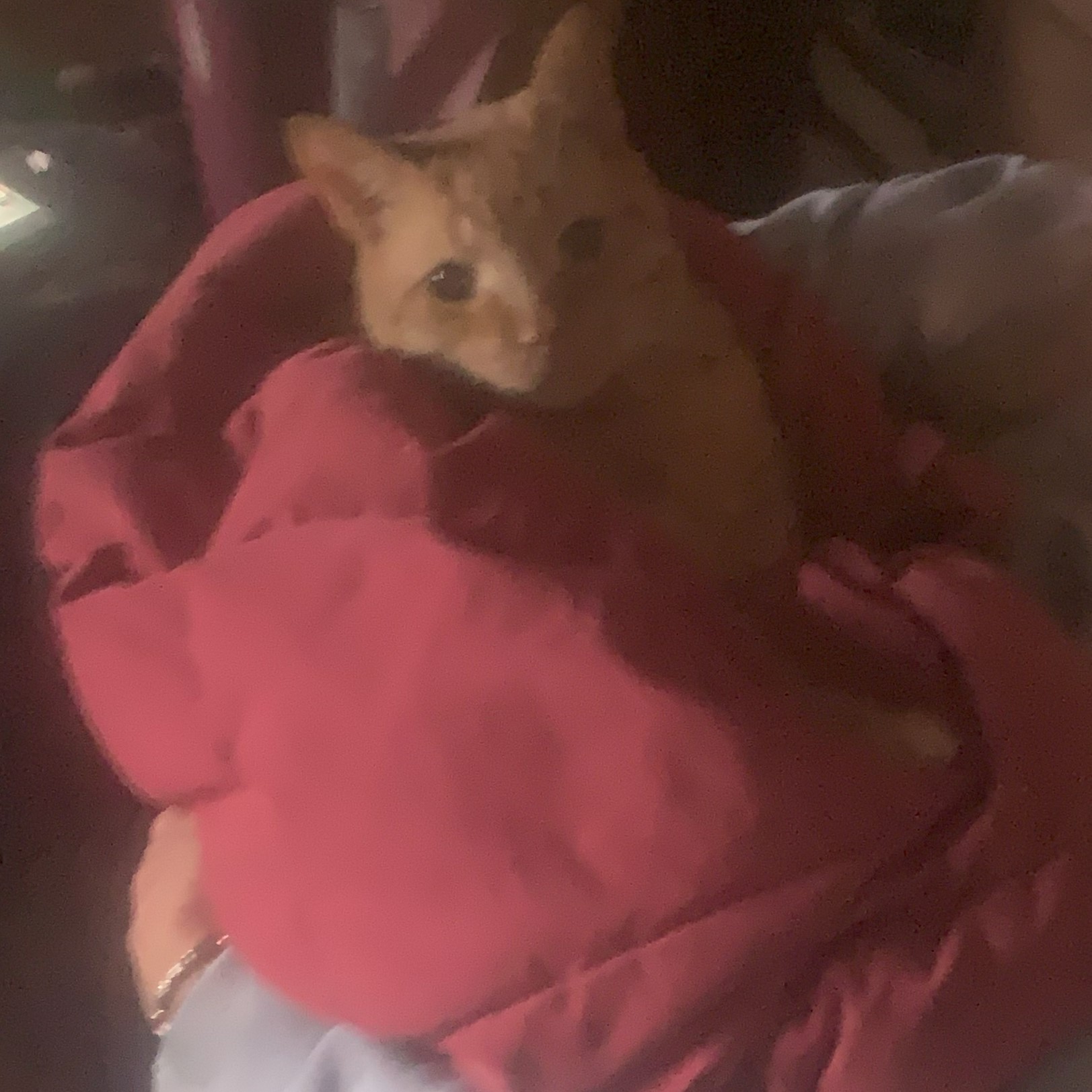 a blurry picture of stanley wrapped in a red blanket and cradled in someone's arms. he looks up at the viewer brightly