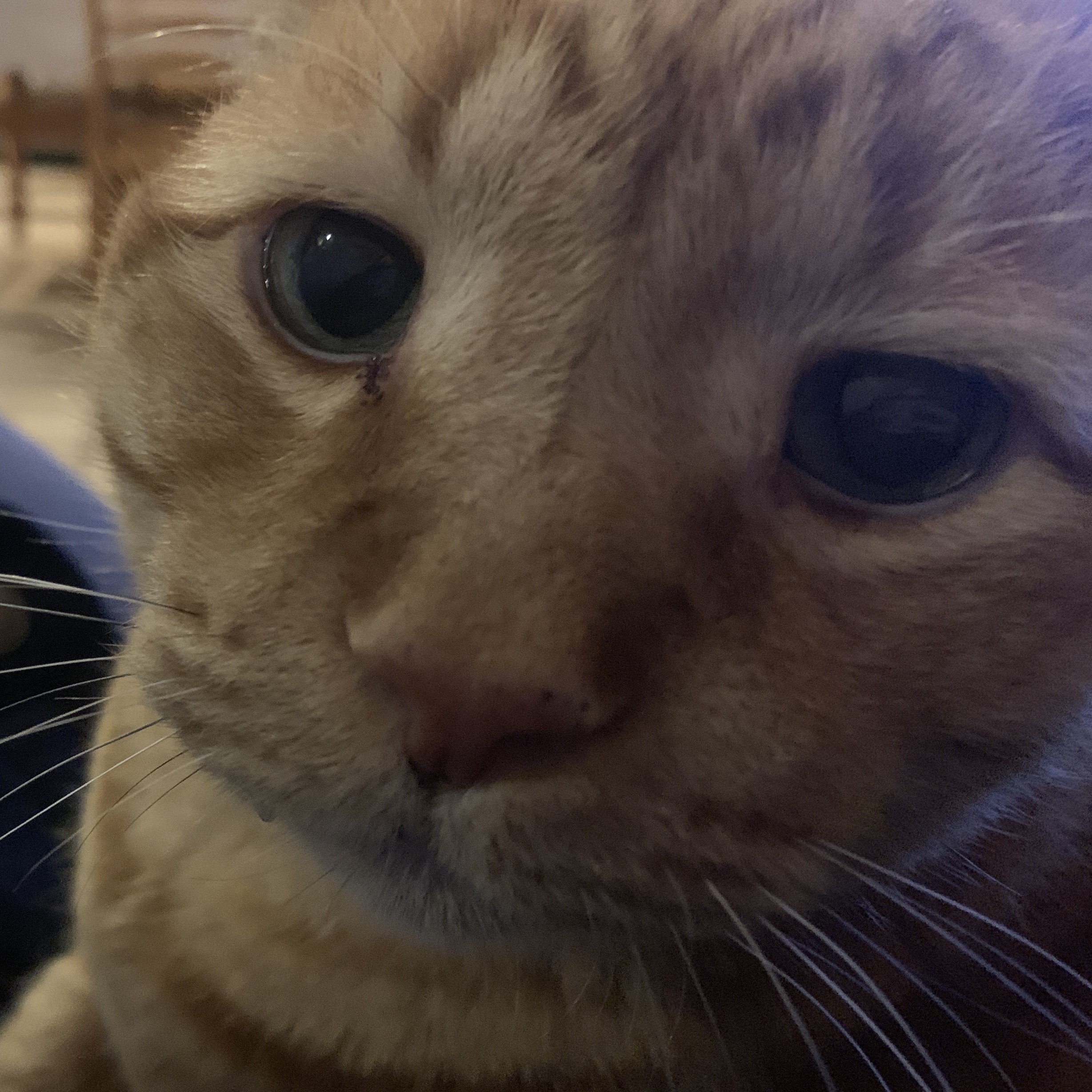 a close up picture of stanley looking at the viewer. his pupils are wide and he has a little bit of gunk under his eyes