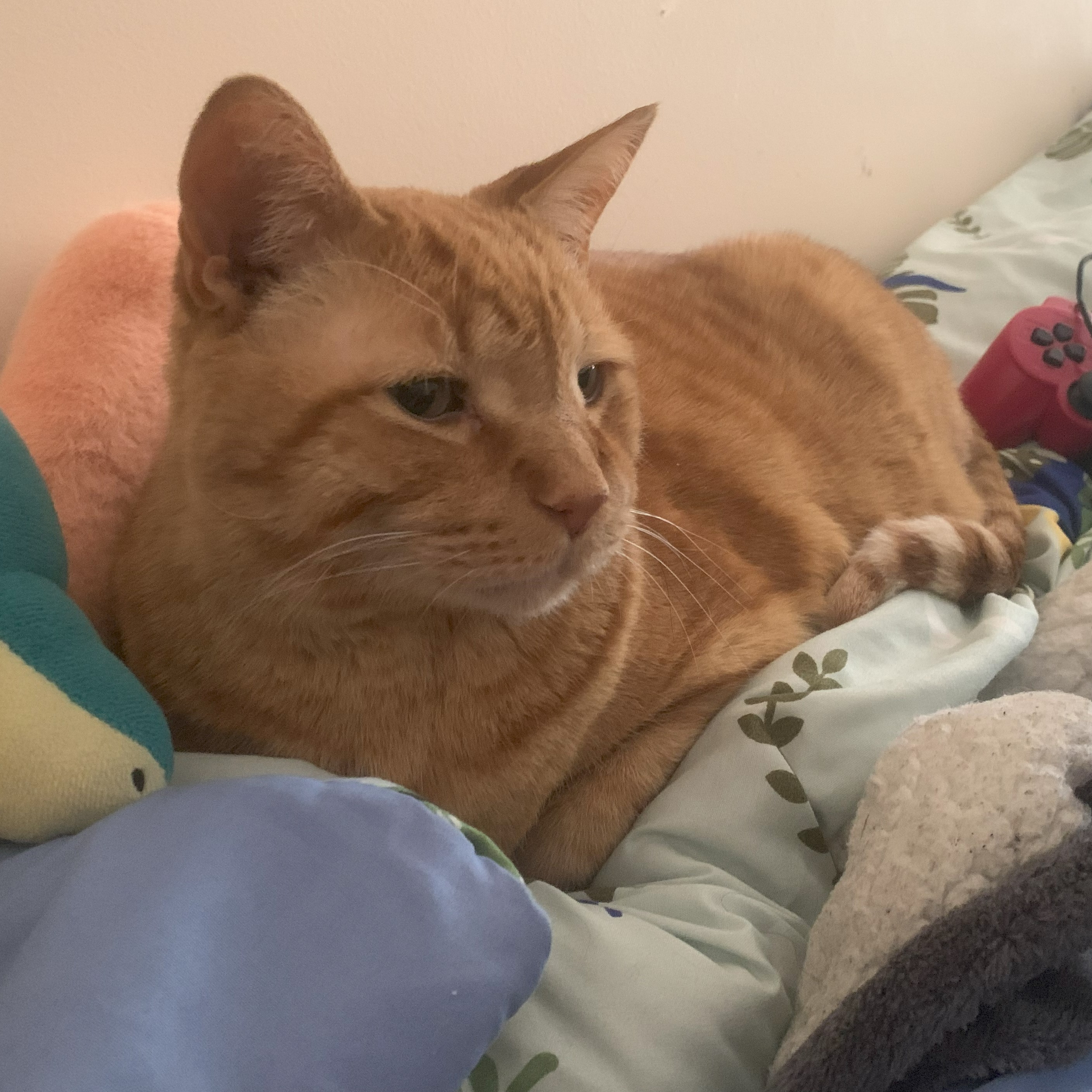 a picture of stanley lying on pillows and blankets near a wall on a bed. a cyndaquil plush and a red playstation controller are visible nearby