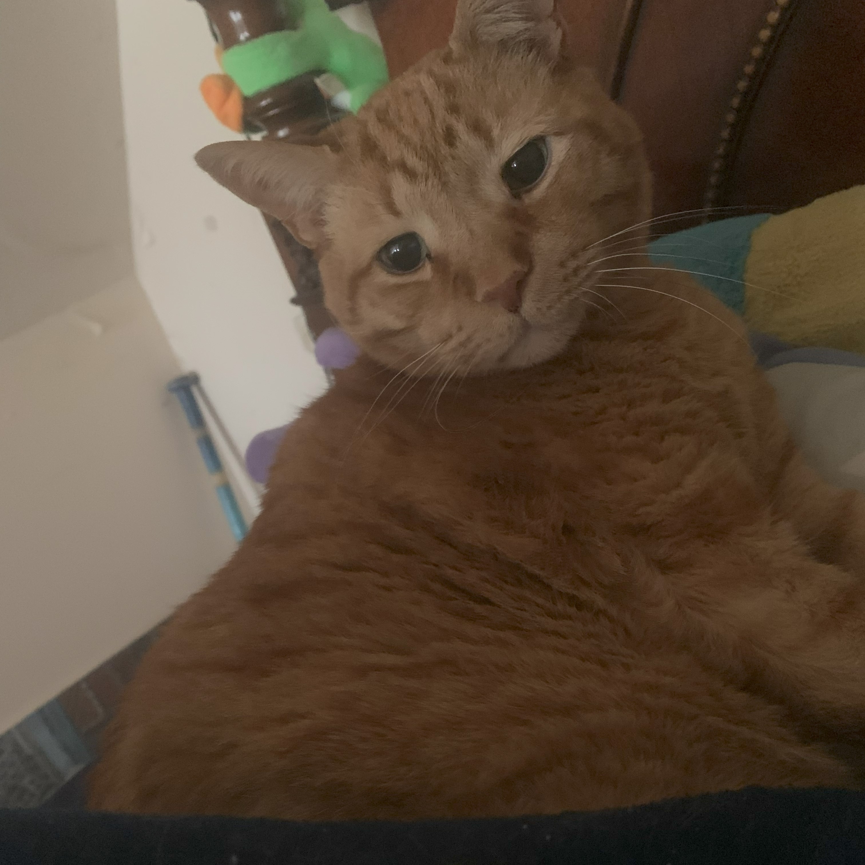 a picture of stanley lying on the pillows at the headboard of a bed. he is pushing himself up with his feet so as not to fall between them