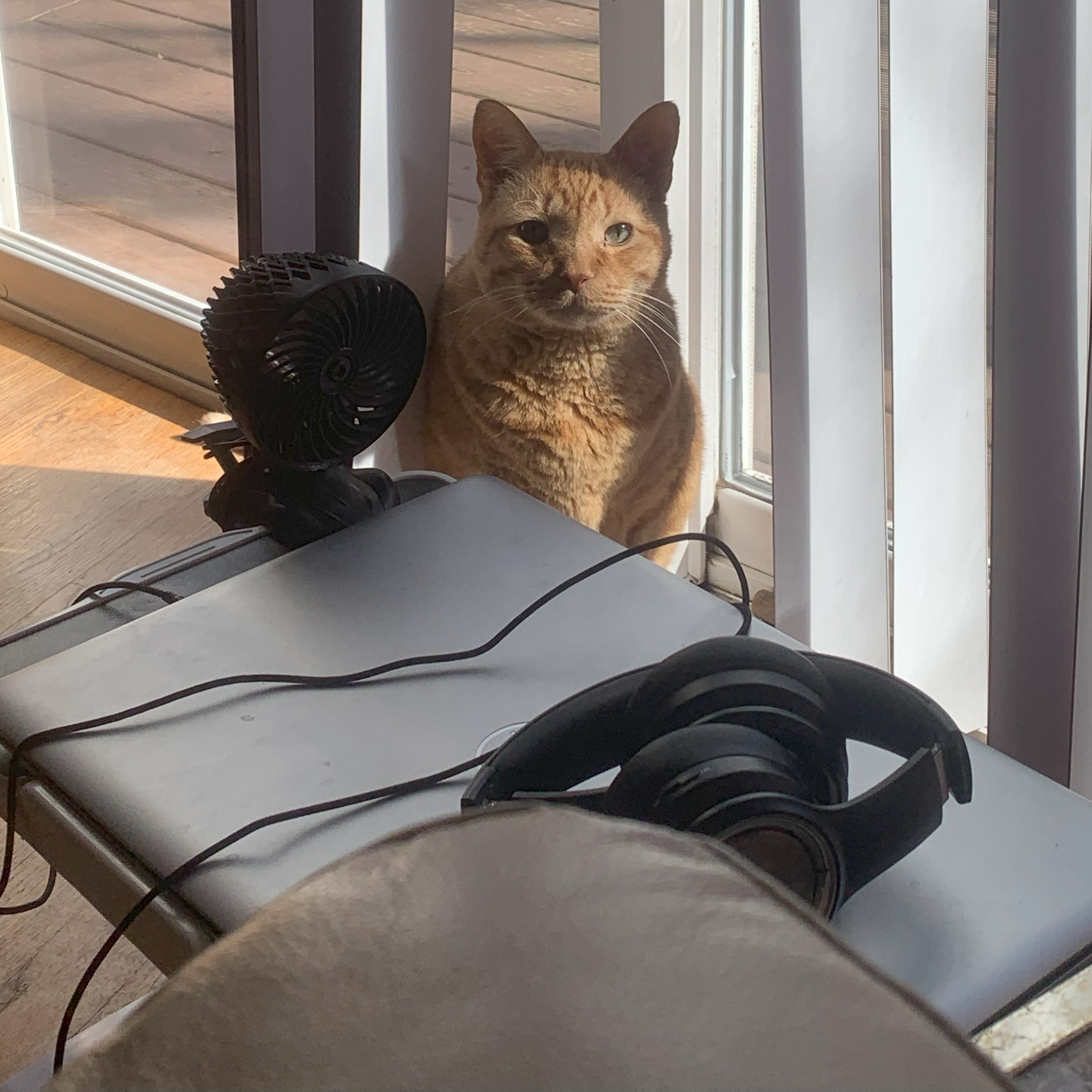 a picture of stanley standing between a glass sliding door and a laptop. he is staring intently at the viewer and the sun is illuminating him