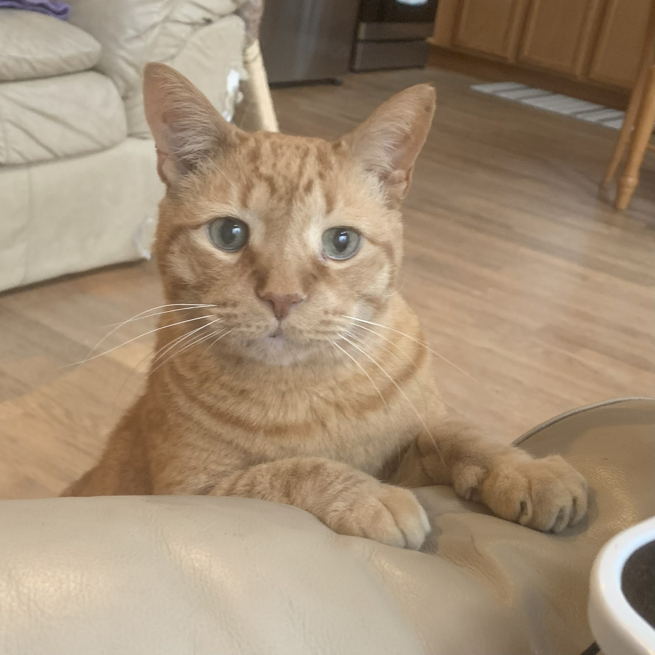 a picture of stanley holding himself up with his paws to peer over the side of a recliner. he is looking a bit puzzled and blurry