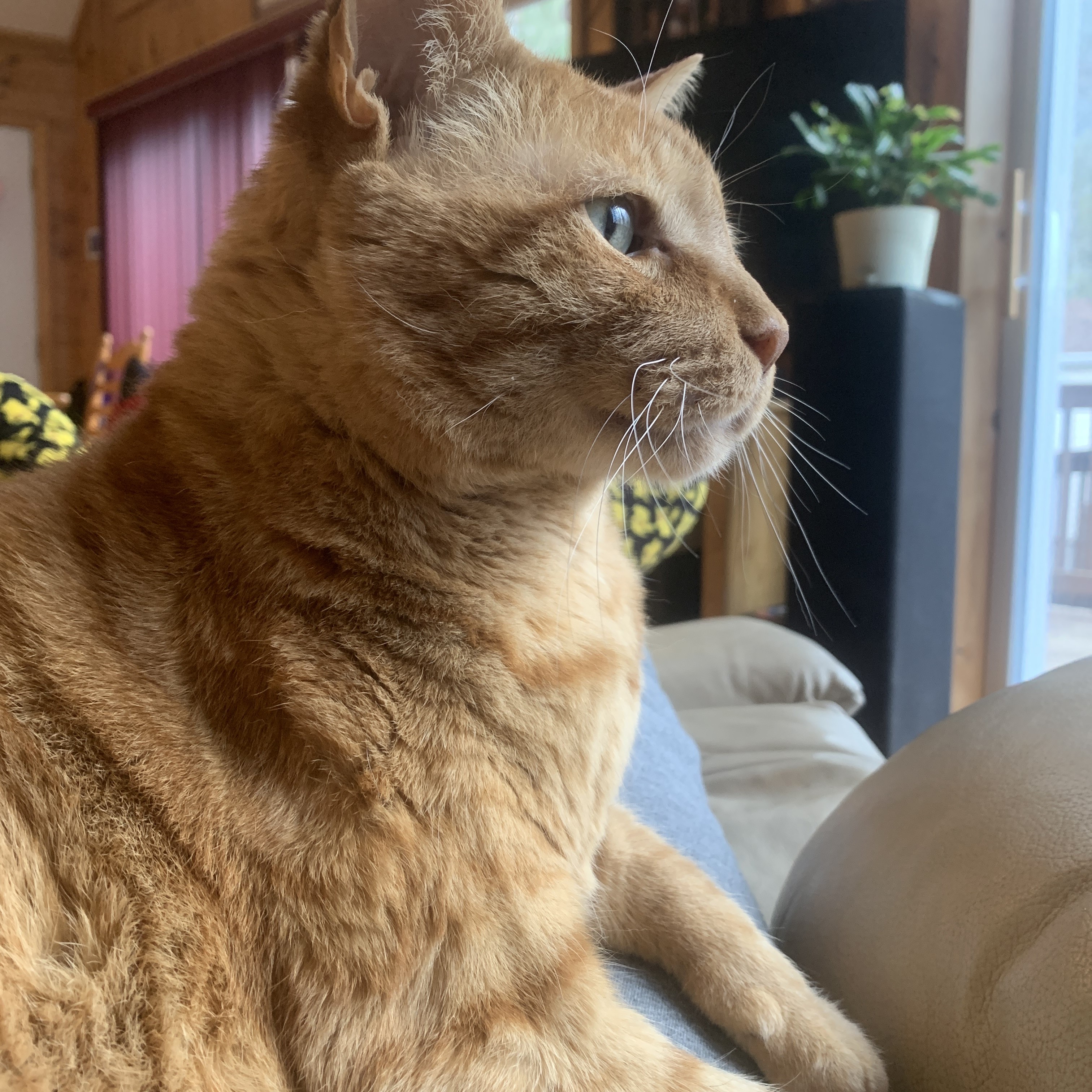a picture of stanley of sitting on someone's lap and looking intently out the window to the right. the sunlight is illuminating him nicely