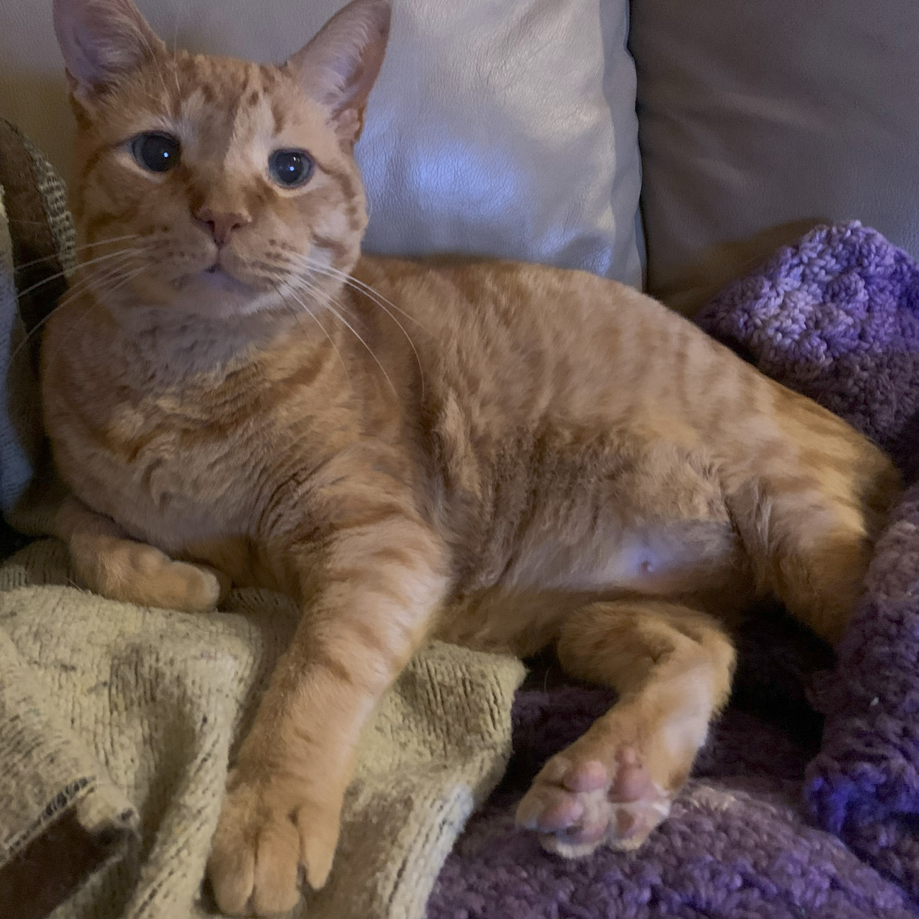 a picture of stanley lying on a recliner atop a beige knit blanket and a purple afghan. he is looking at the viewer with big eyes