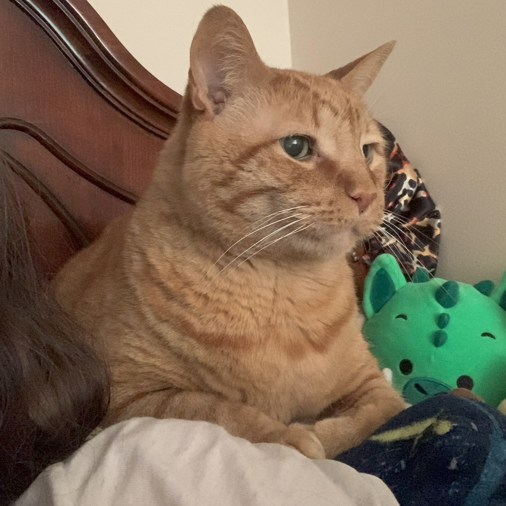 a picture of stanley sitting on the pillows of a bed just behind someone's shoulder. his legs are tucked under him and he is looking straight ahead