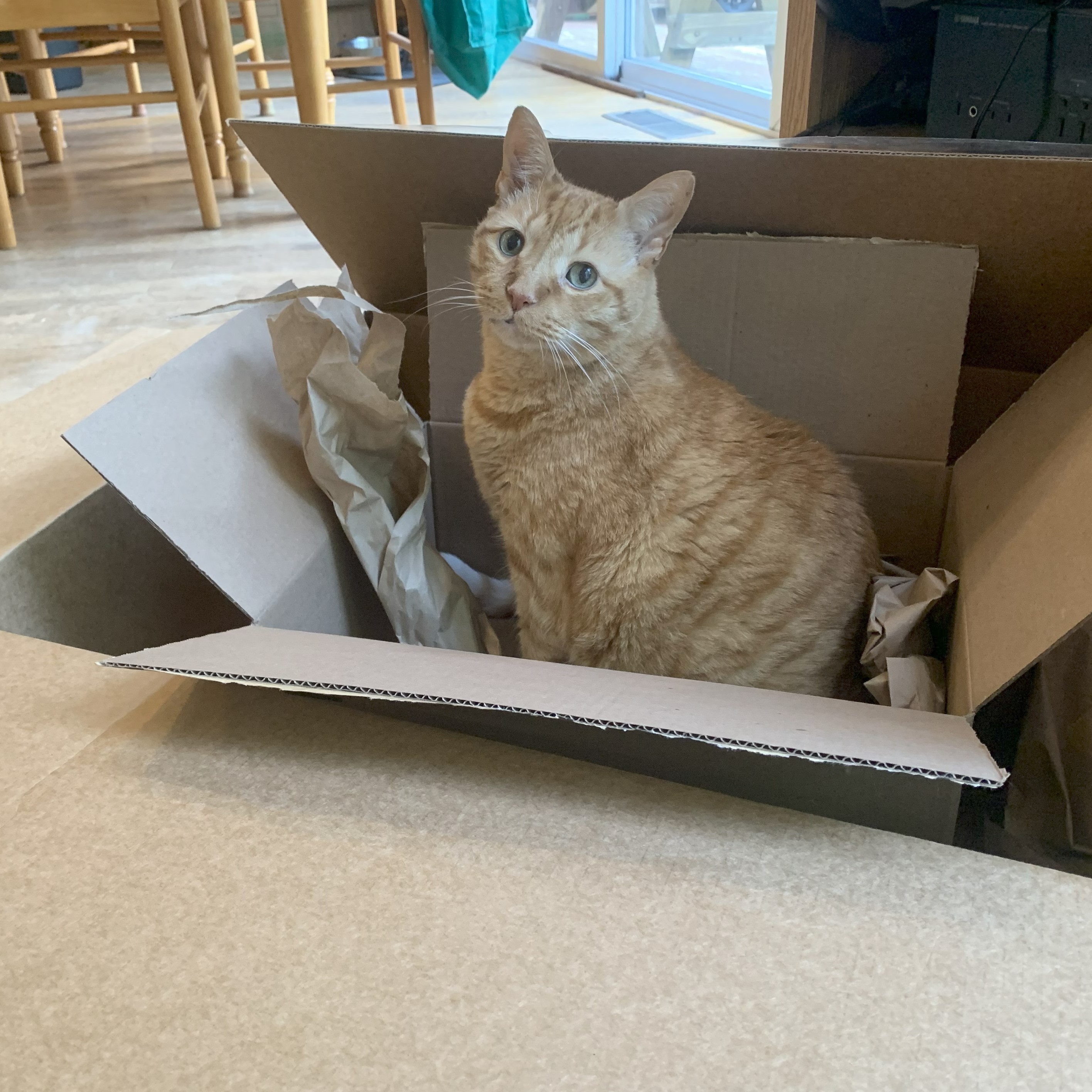 a picture of stanley sitting in a cardboard box within a larger cardboard box. he is looking over his shoulder at the viewer