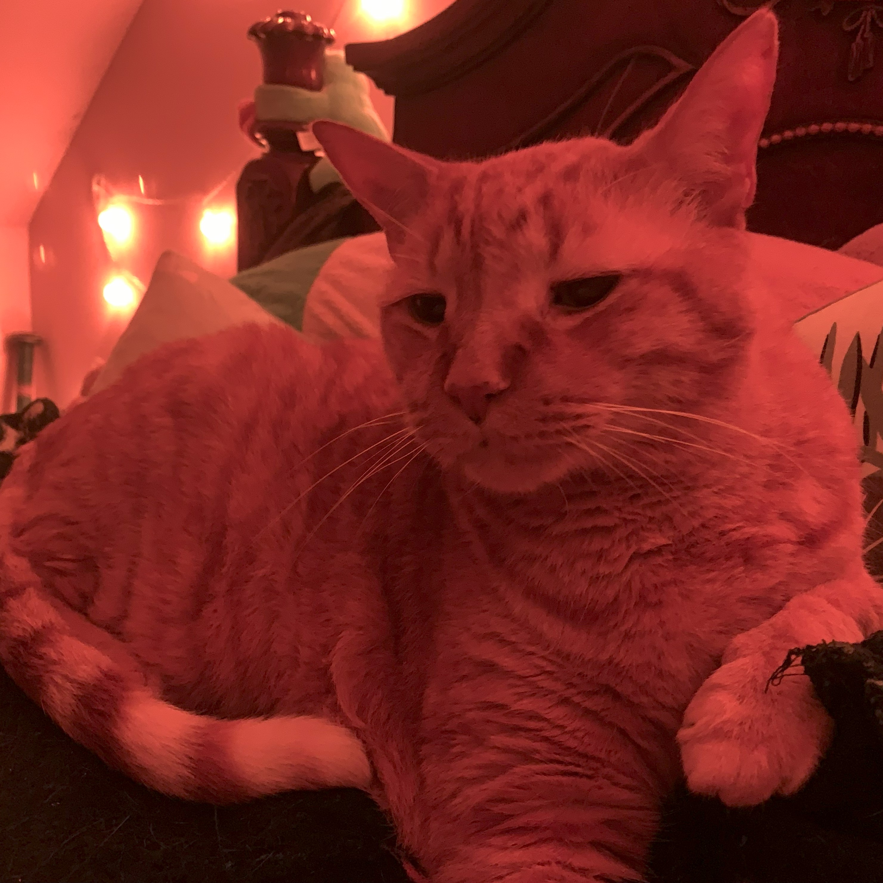 a picture of stanley in red-orange lighting on a bed where it is otherwise dark. he is looking sleepy