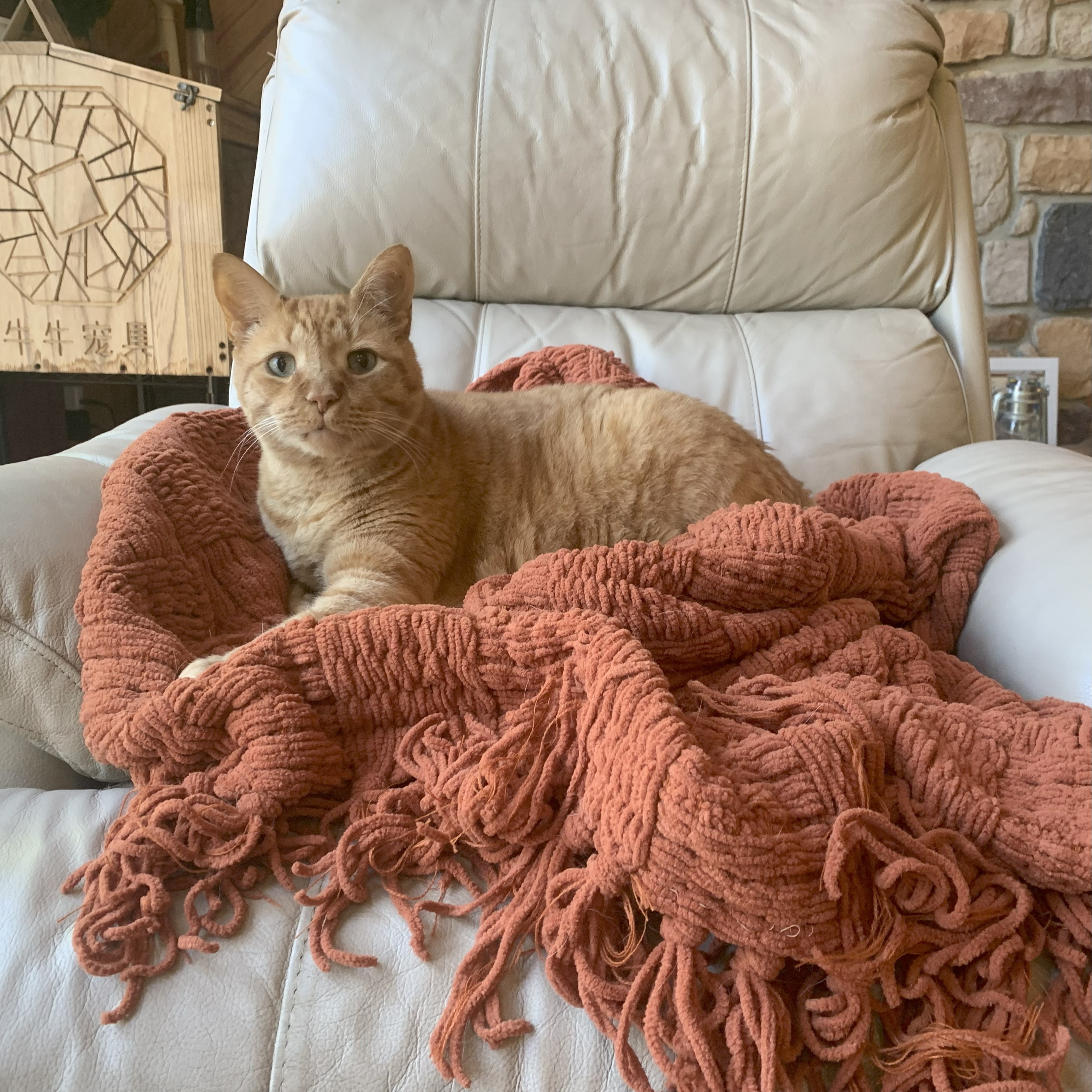 a picture of stanley lying on an orange knit blanket on a recliner. he has one paw stretched in front of him and he looks at the viewer, content