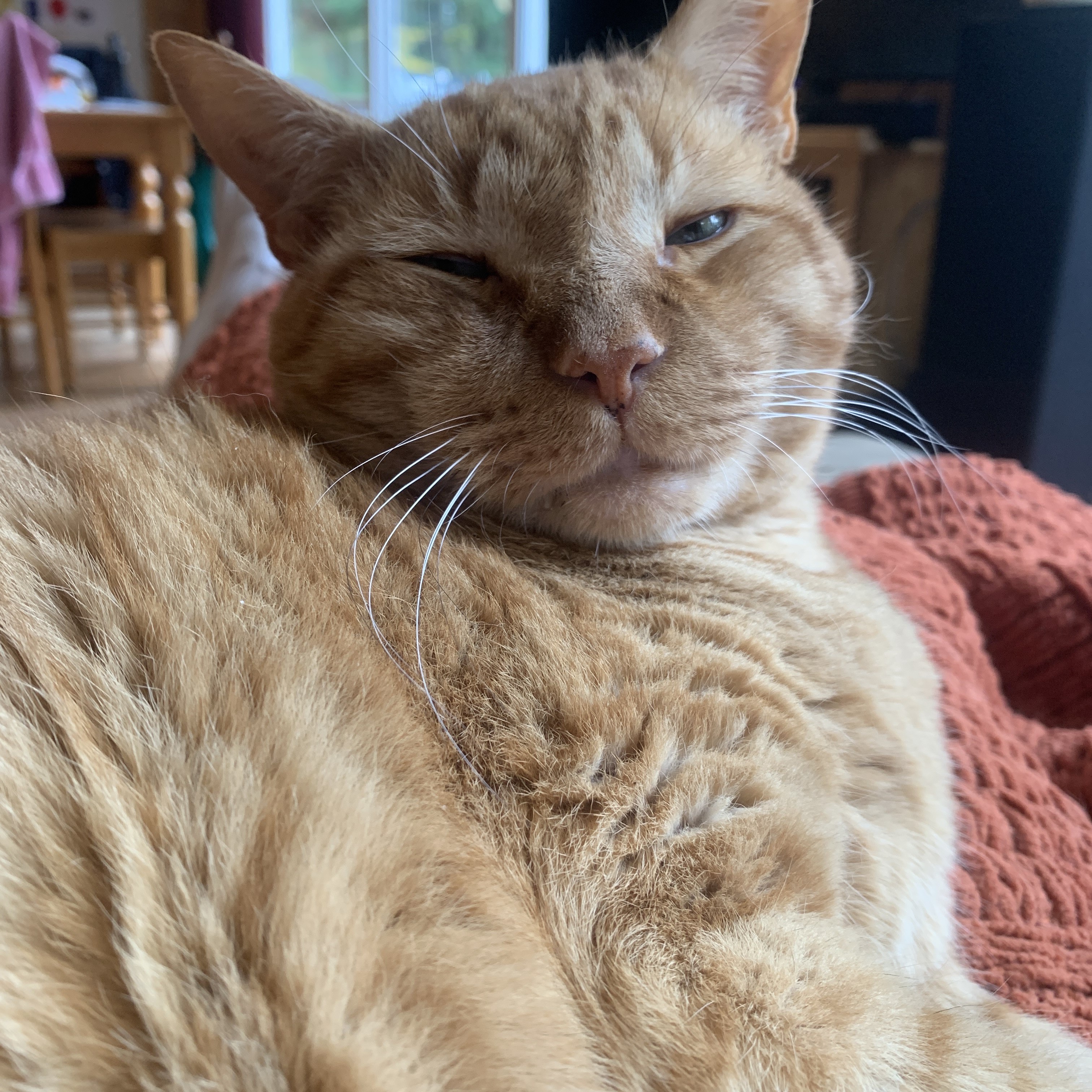 a close up picture of stanley with his face scrunched up like he was being bothered during a nap. his eyes are squinty as he looks at the viewer