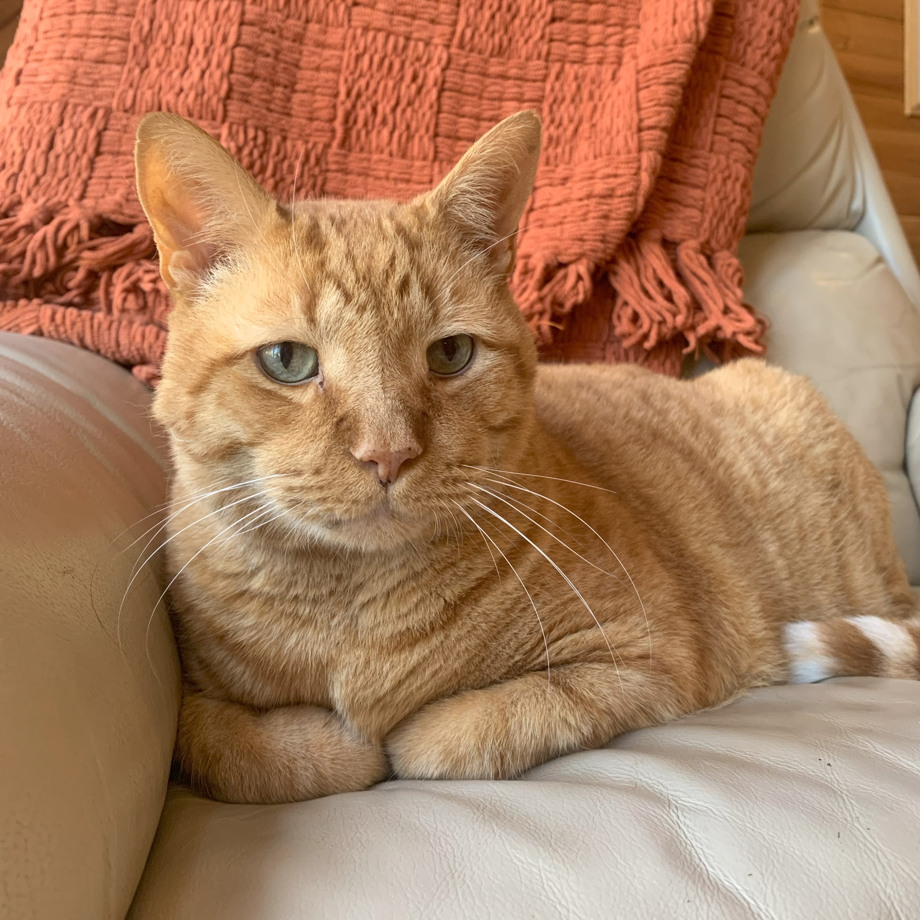a picture of stanley lying on a recliner. he is looking regally at the viewer, and an orange knit blanket is folded on the chair behind him