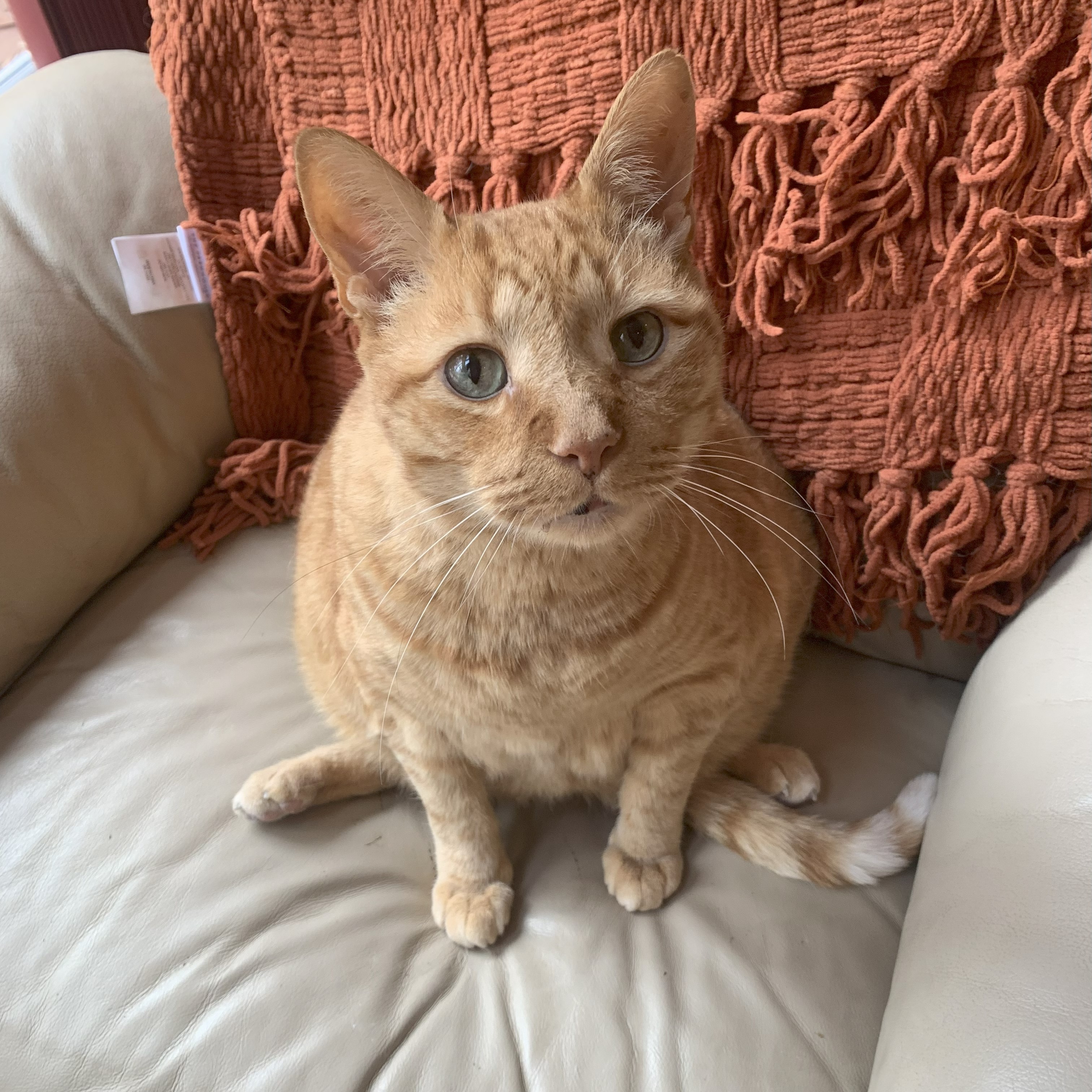 a picture of stanley sitting on a recliner and looking up at the viewer. his feet are splayed in a silly way under him and his eyes look curious