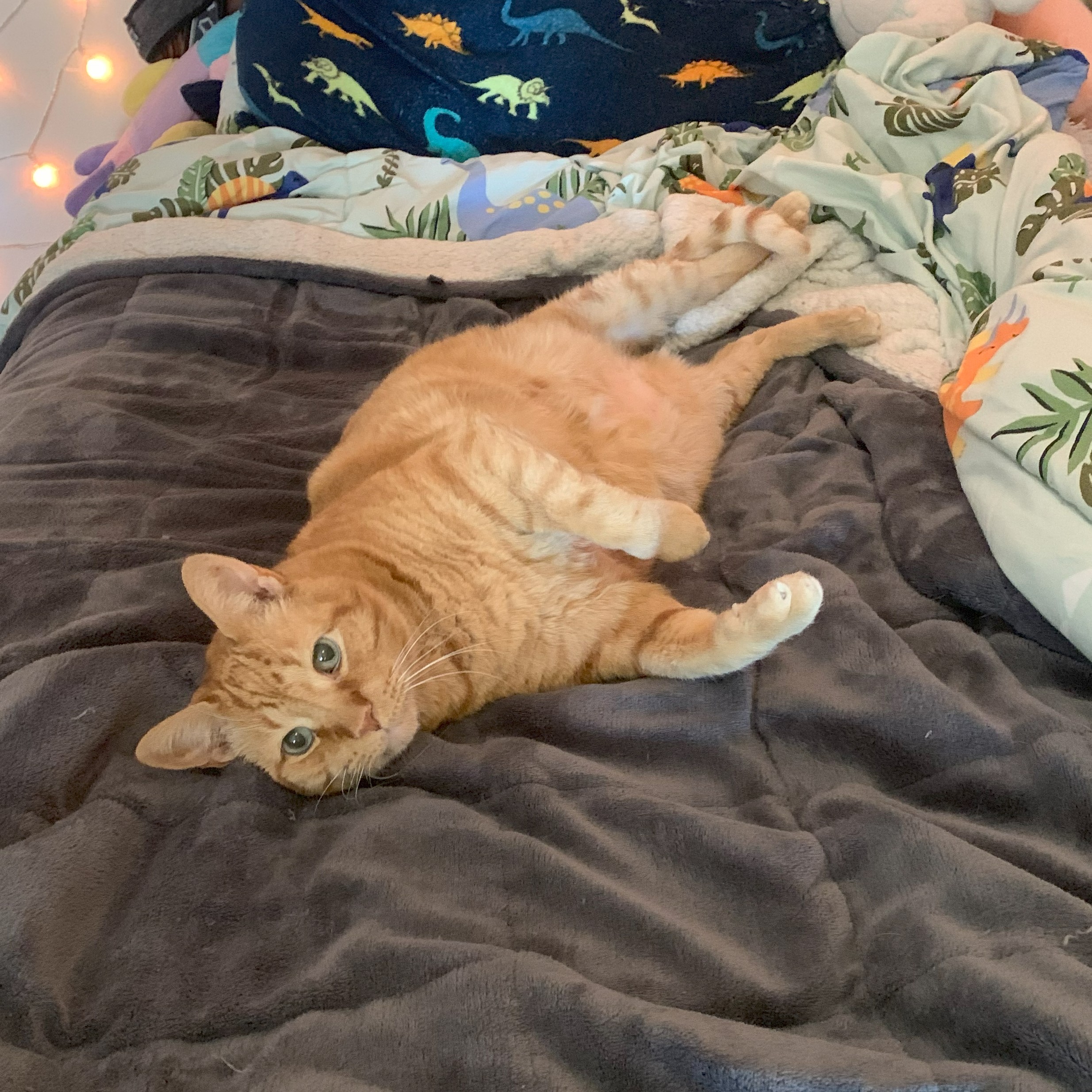 a picture of stanley lying on his back on a bed with his head towards the viewer, looking up at them. the bed is made with dinosaur themed bedding