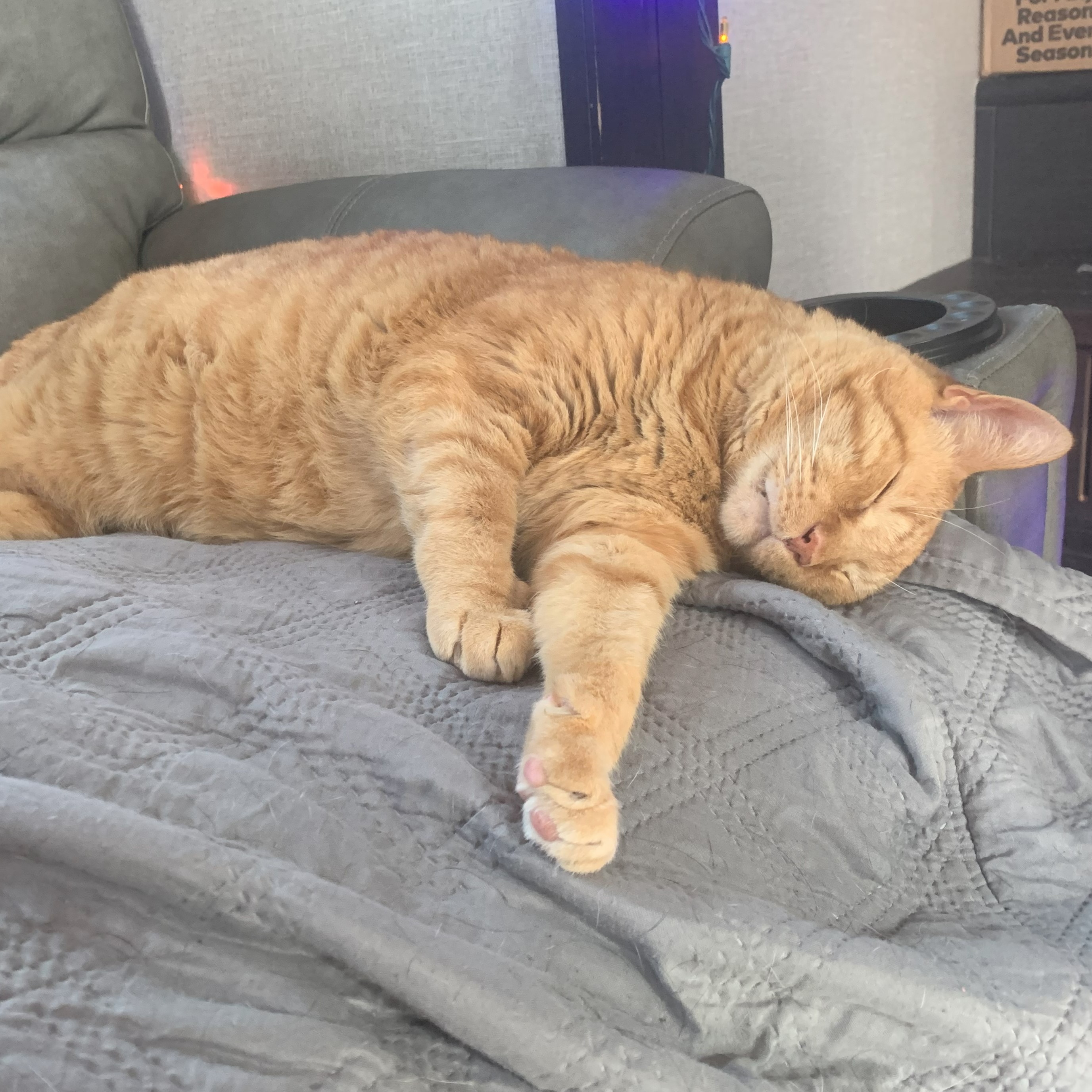 a picture of stanley napping on a couch on his side with his head towards the edge of the seat and his paws keeping him from falling over it