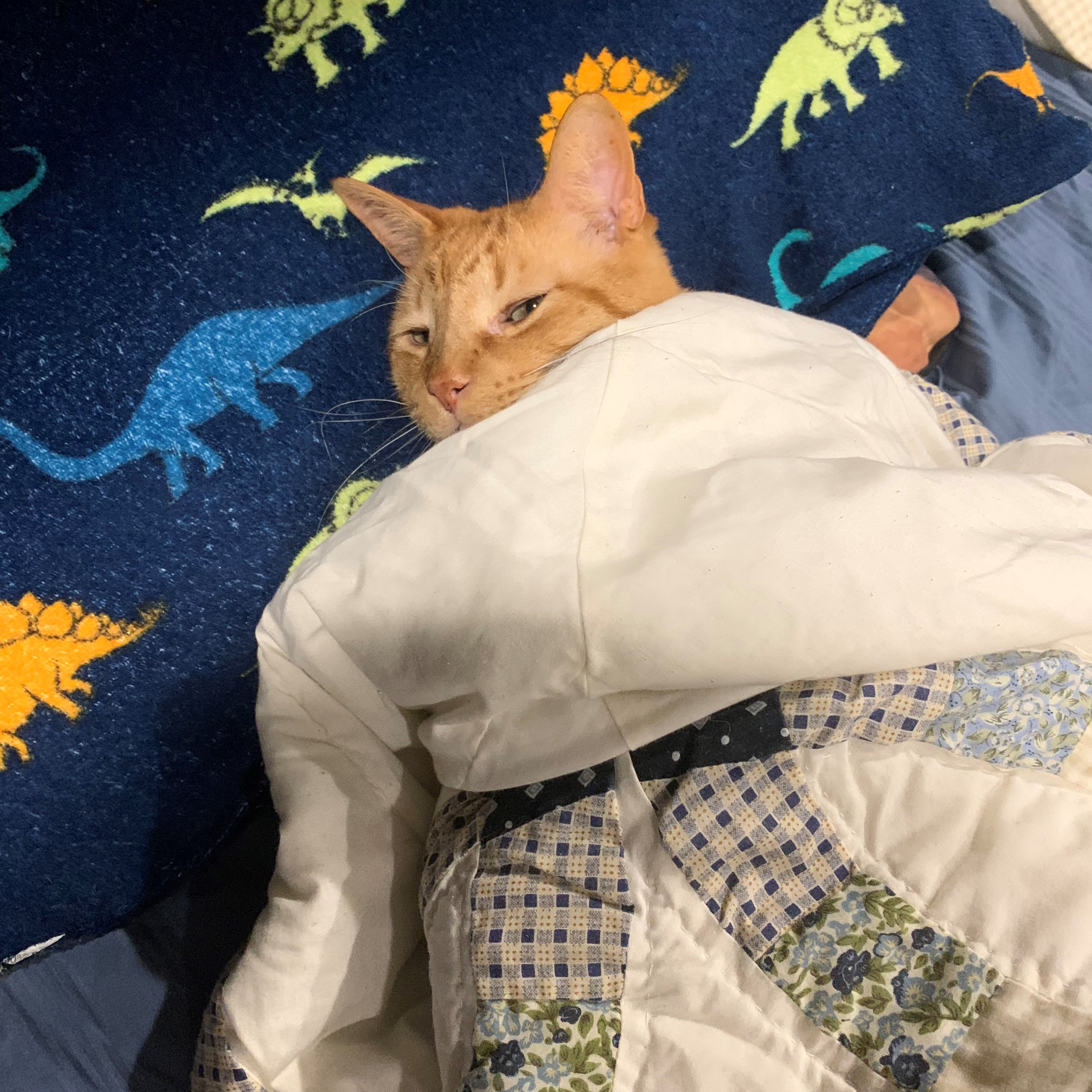a close-up picture of stanley. he is tucked into bed with a large quilt and is laying his head on a navy blue pillow patterned with colorful dinosaurs. he is looking sleepily up at the camera