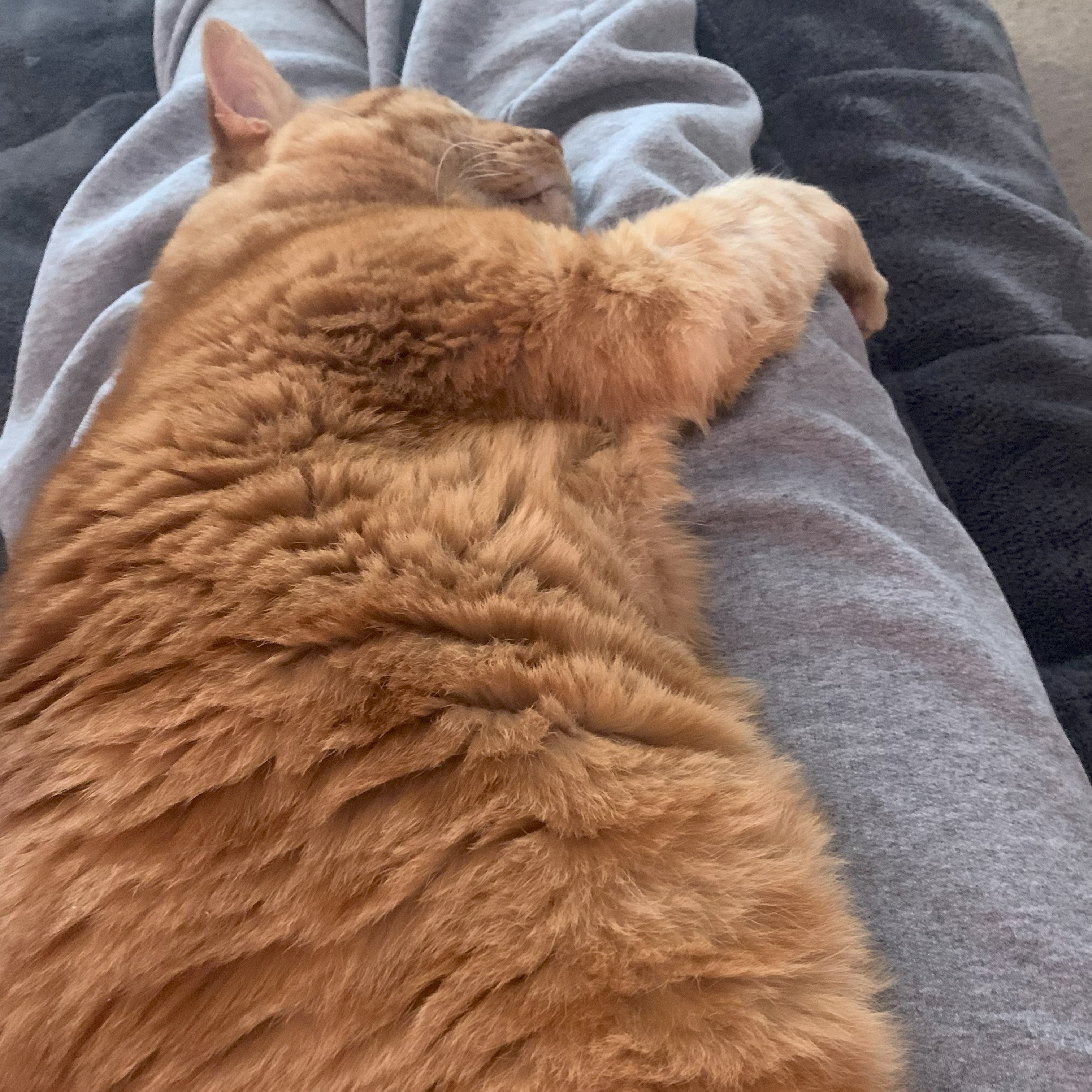 a picture of stanley lying on his side on top of and along someone's legs. he is gripping the further leg with his paw