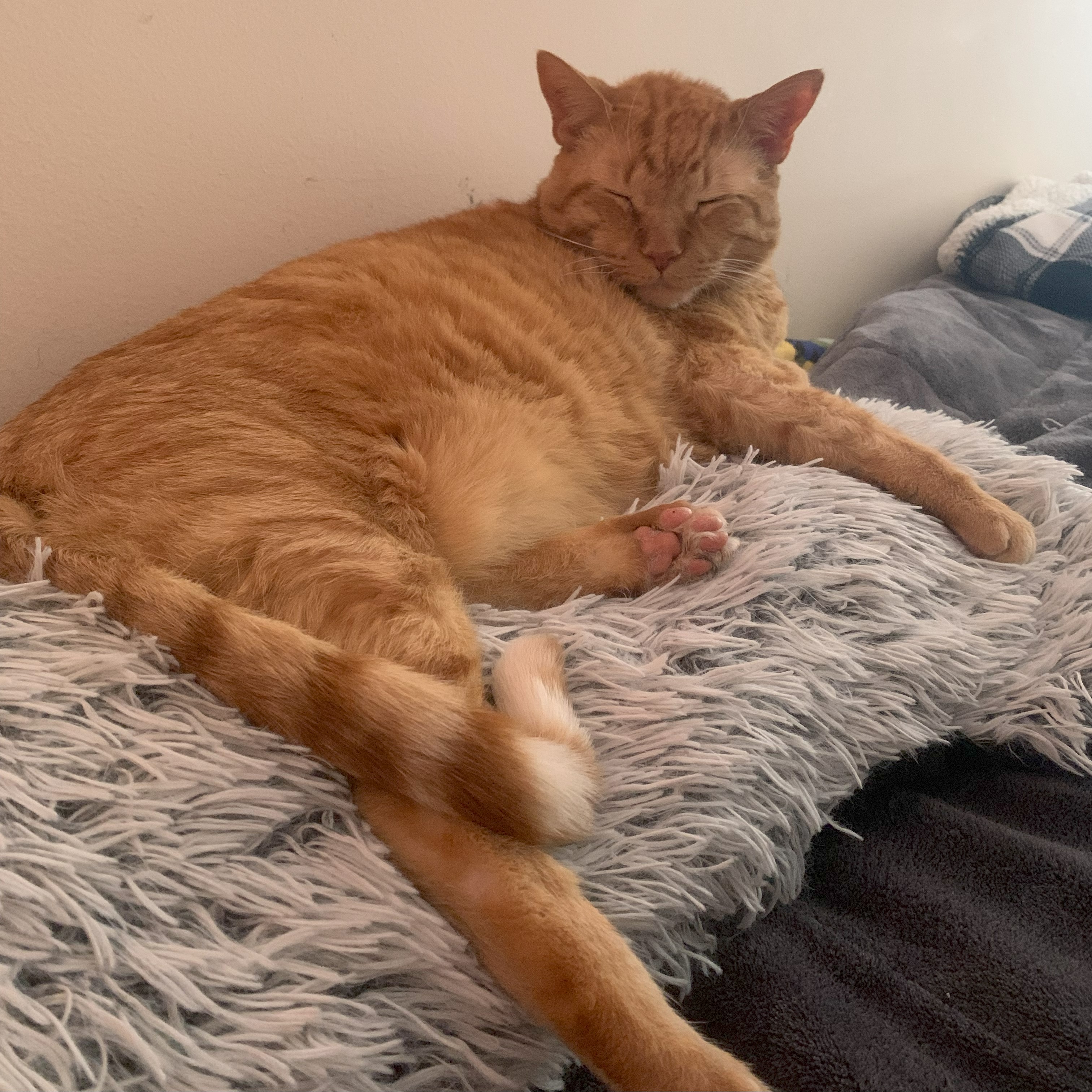 a picture of stanley lying on a long, fluffy white and black pillow with his eyes closed. his face is turned towards the viewer
