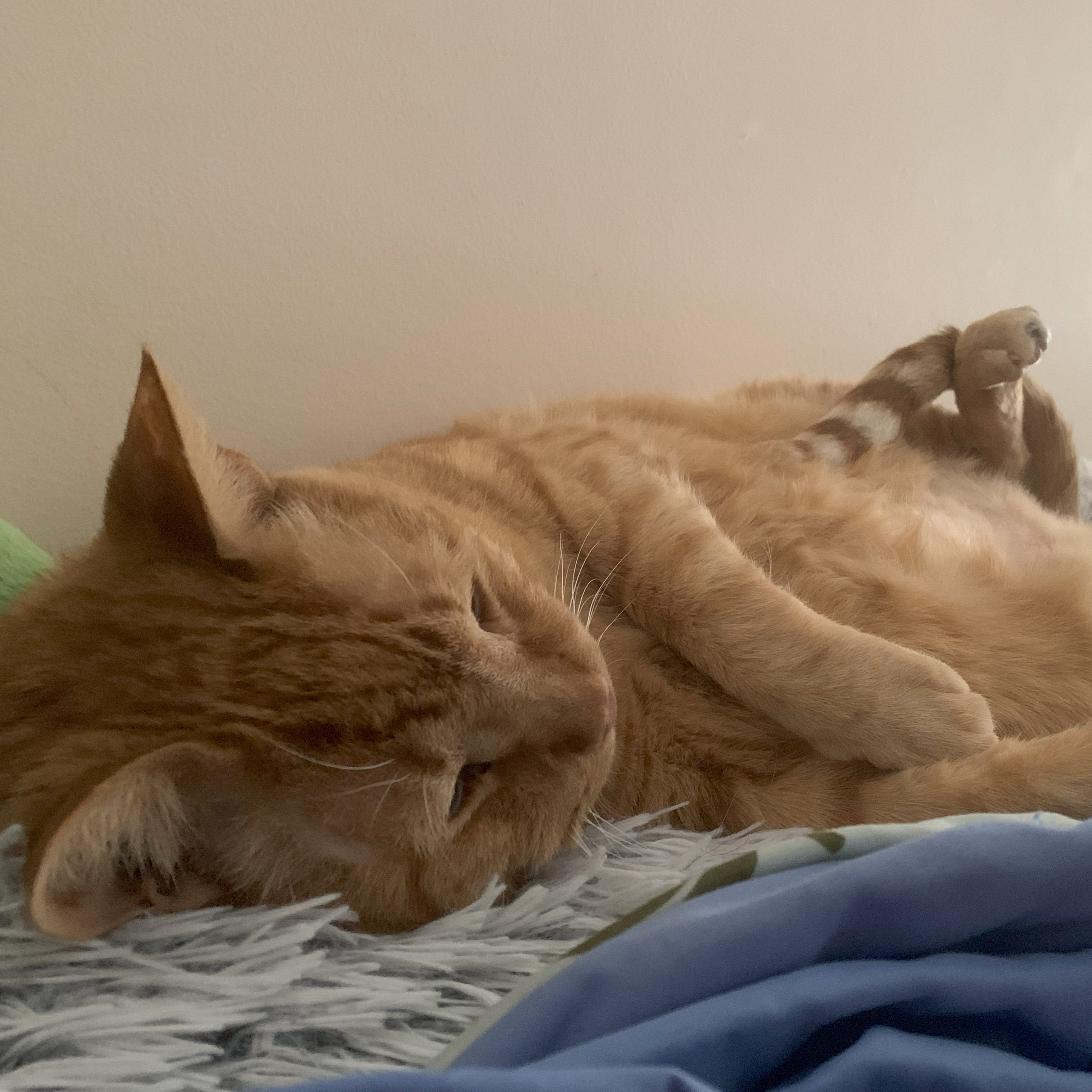 a picture of stanley lying on his back on a fluffy white and black pillow. his tail is curled over one leg and his front paws are near is face