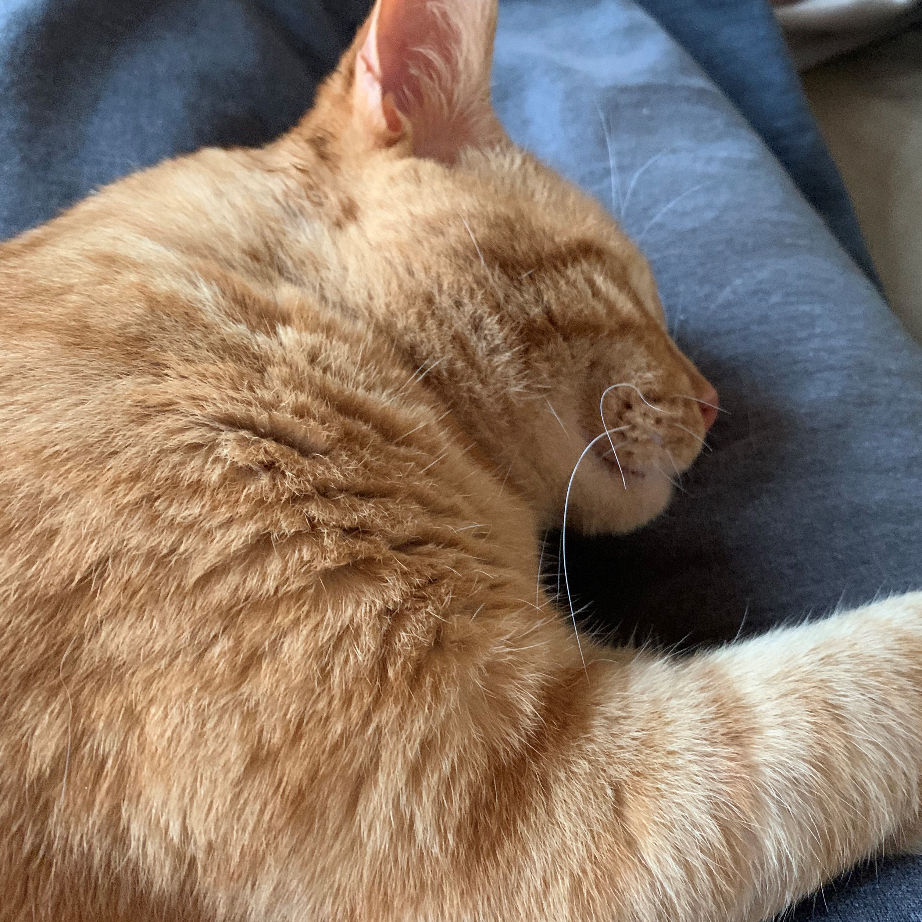 a close-up picture of stanley from above. he is asleep, laying on his side on a person's legs, stretching his arm over them like he is hugging them